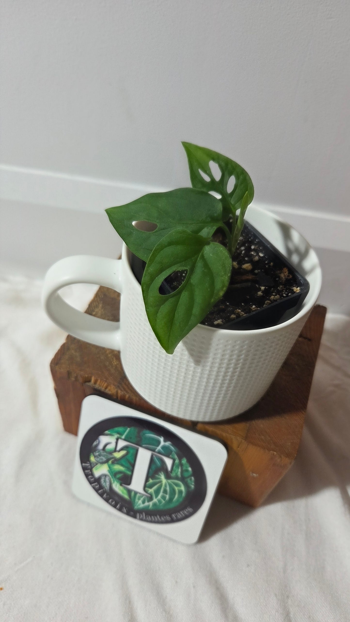 Monstera Obliqua aff La Bonita (MON-526)