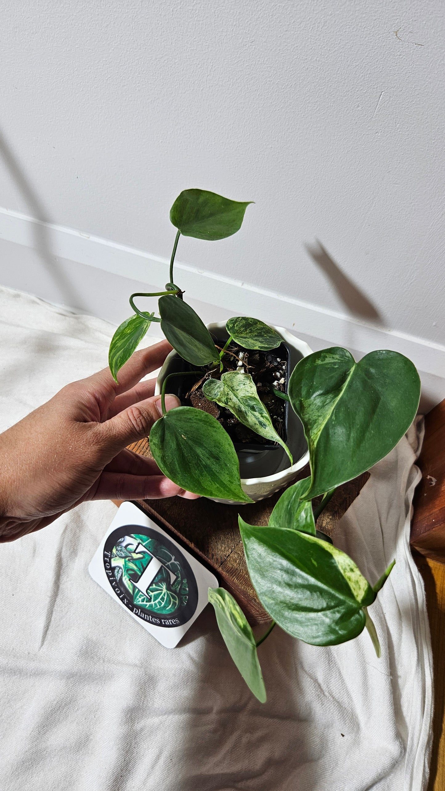 Philodendron Hederaceum Variegata (PHI-540)