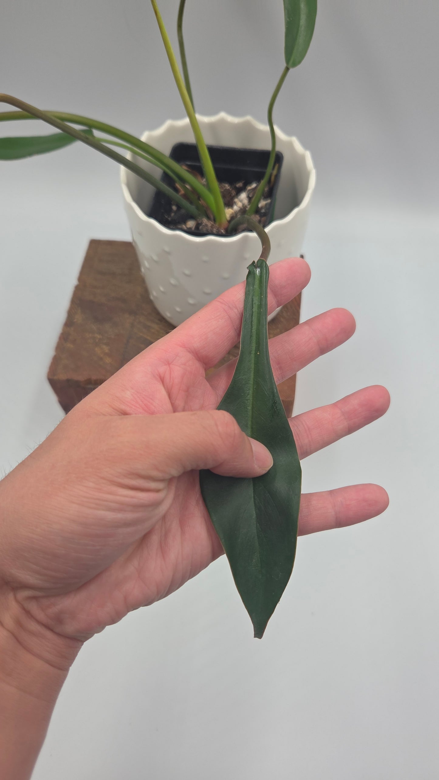 Philodendron Joepii (PHI-1034)