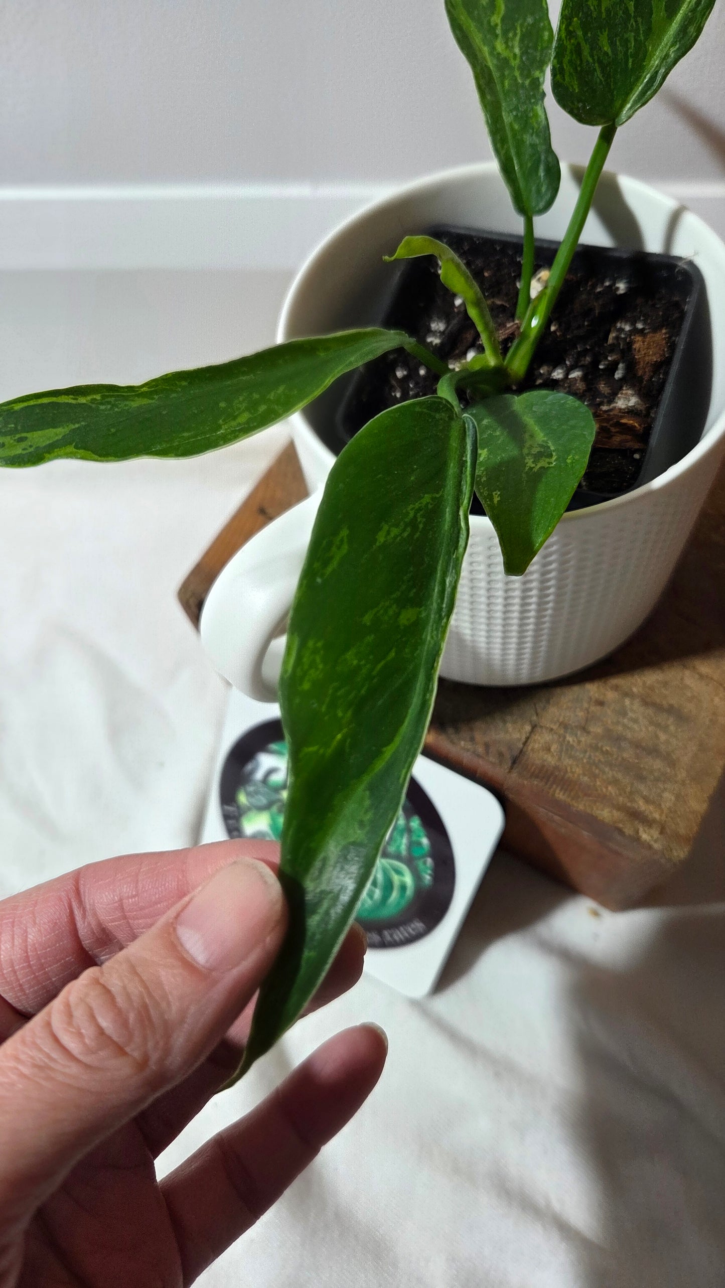 Philodendron Lime fiddle/ Minarum (PHI-976)