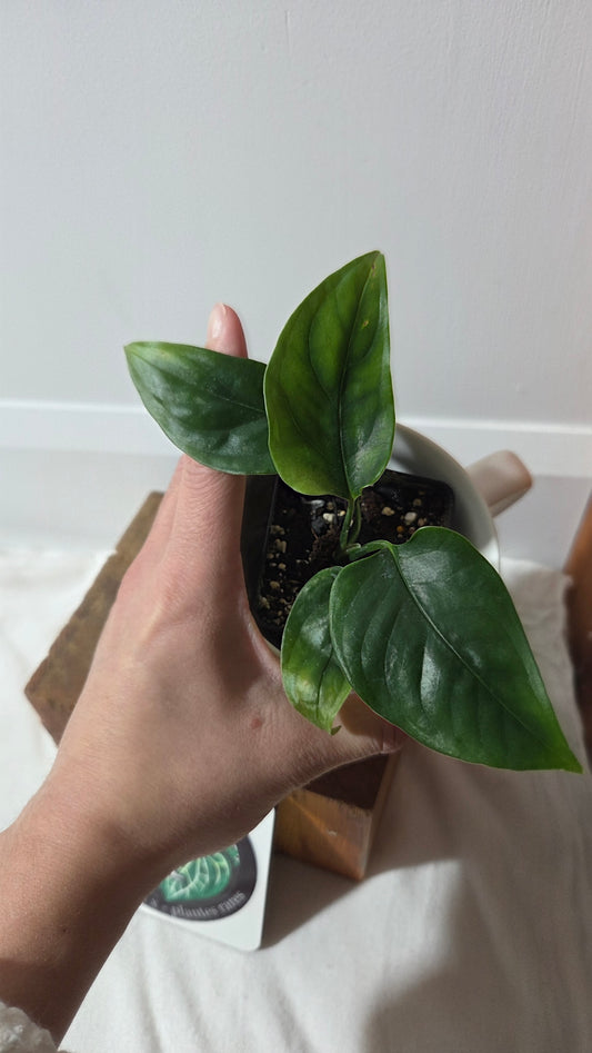Monstera Obliqua Aff Amazonica (MON-306)
