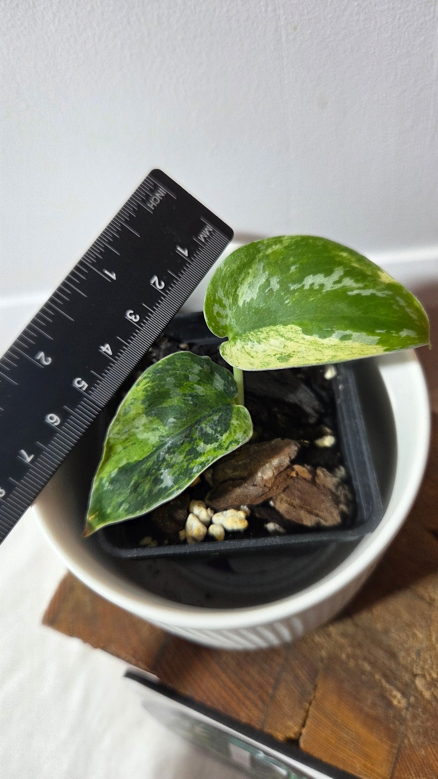Scindapsus Argyraeus Permata (SCI-1399)