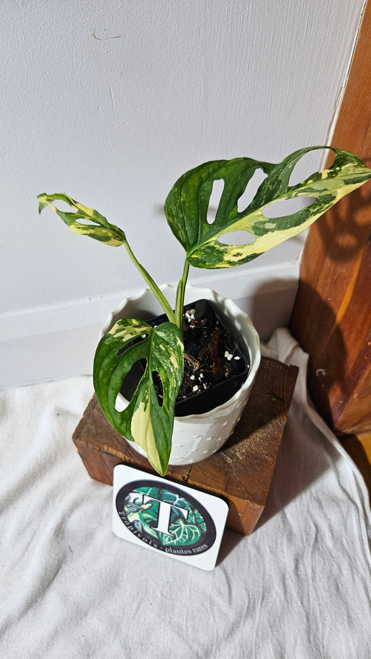 Monstera Andasonii Tricolore (MON-414)