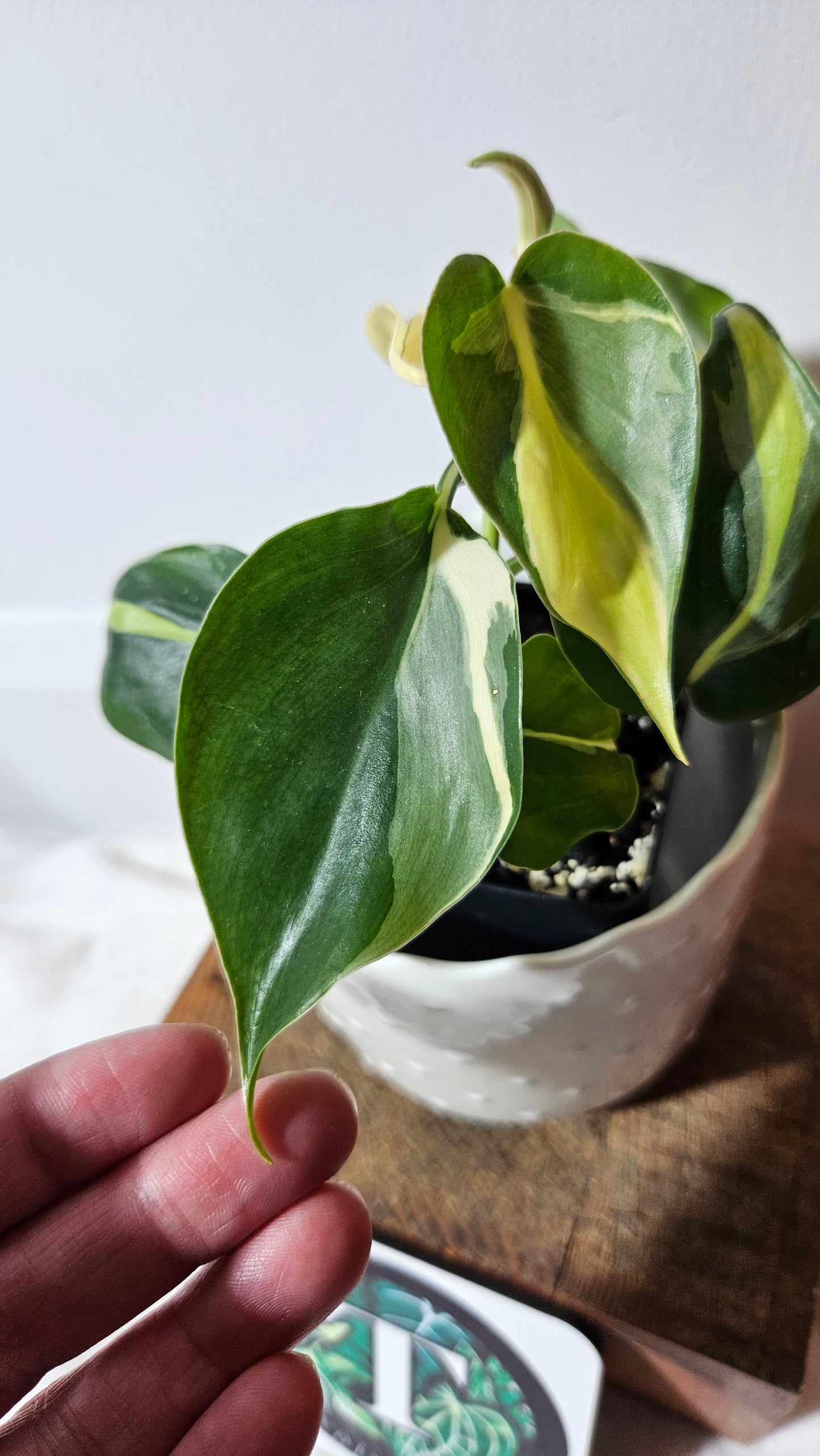 Philodendron Hederaceum Silver Stripe (PHI-733)