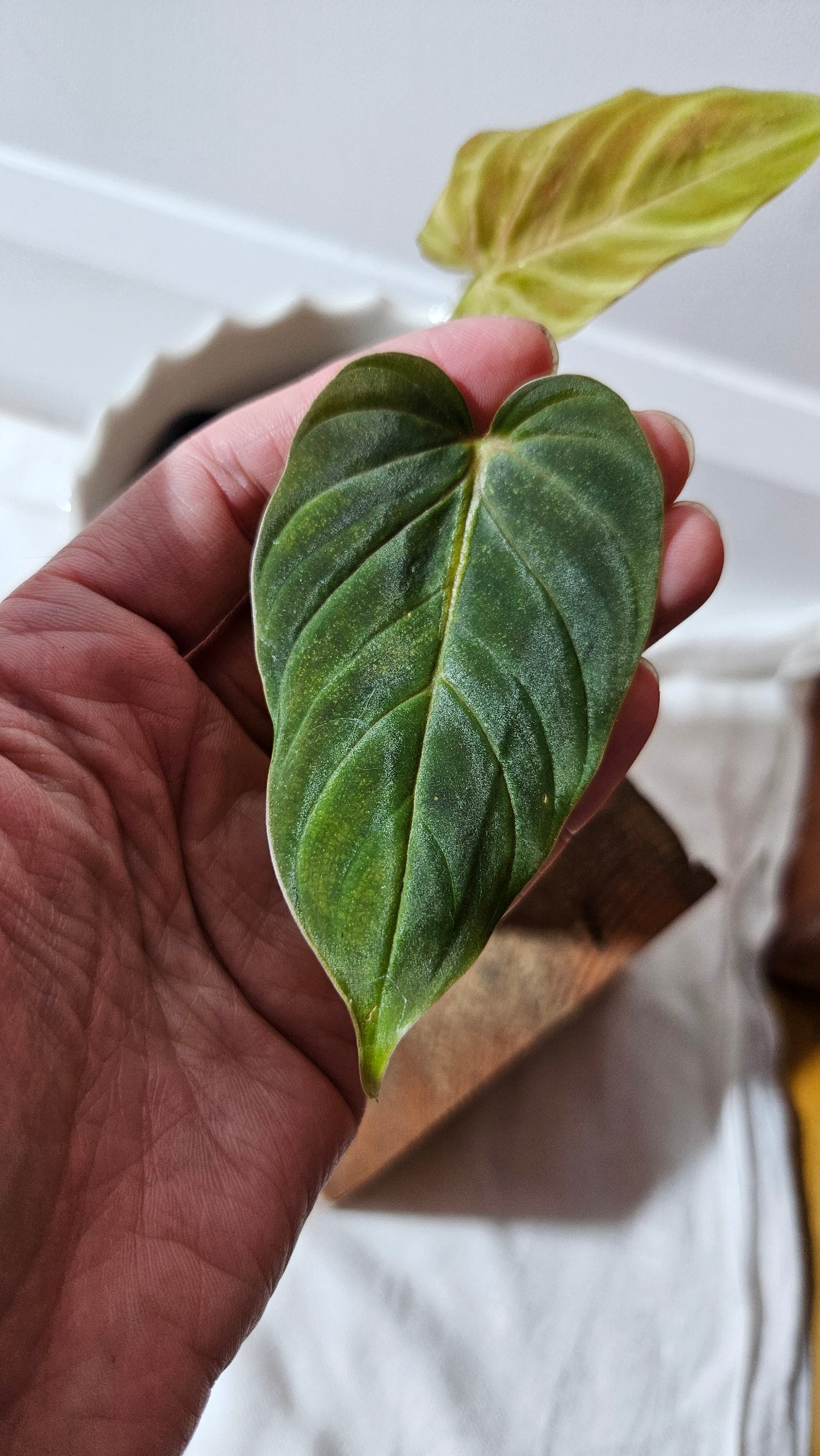 Philodendron Verrucosum Titanium (PHI-808)