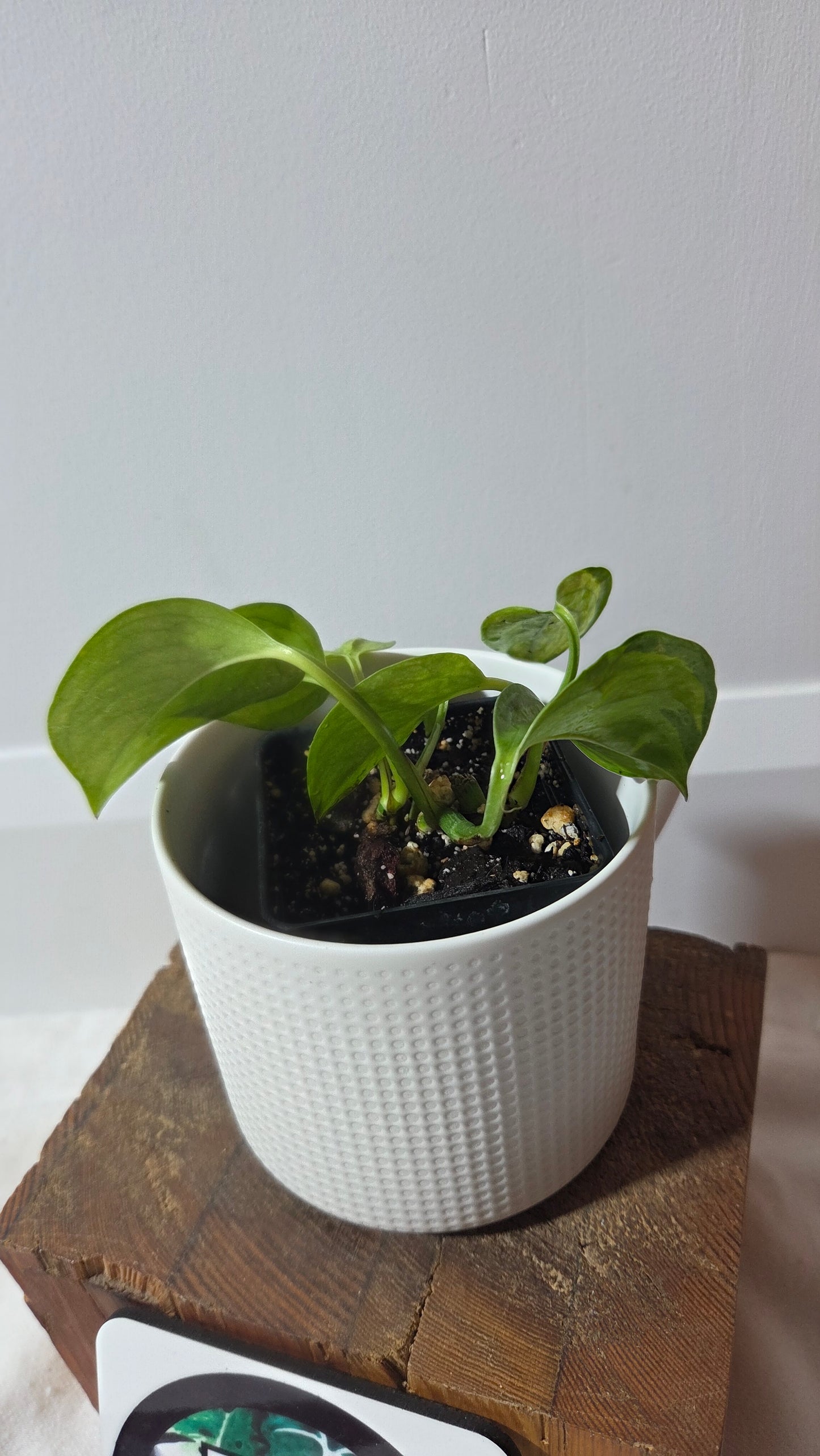Epipremnum Aureum Manjula yellow/Olivia/Mint (EPI-235)