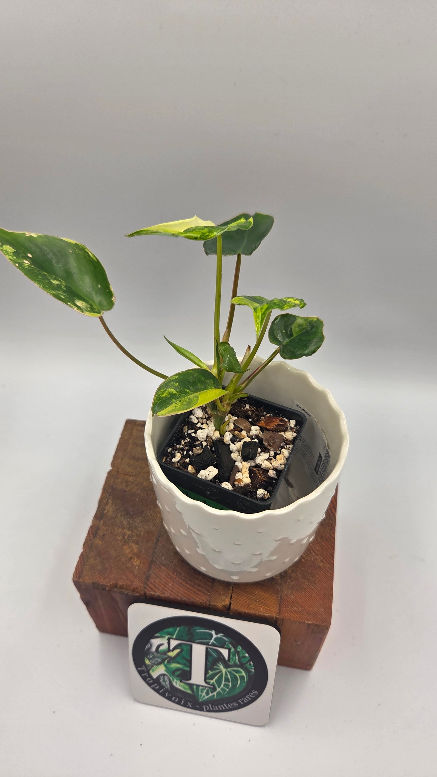 Philodendron Burlemarx Variegata (PHI-1044)