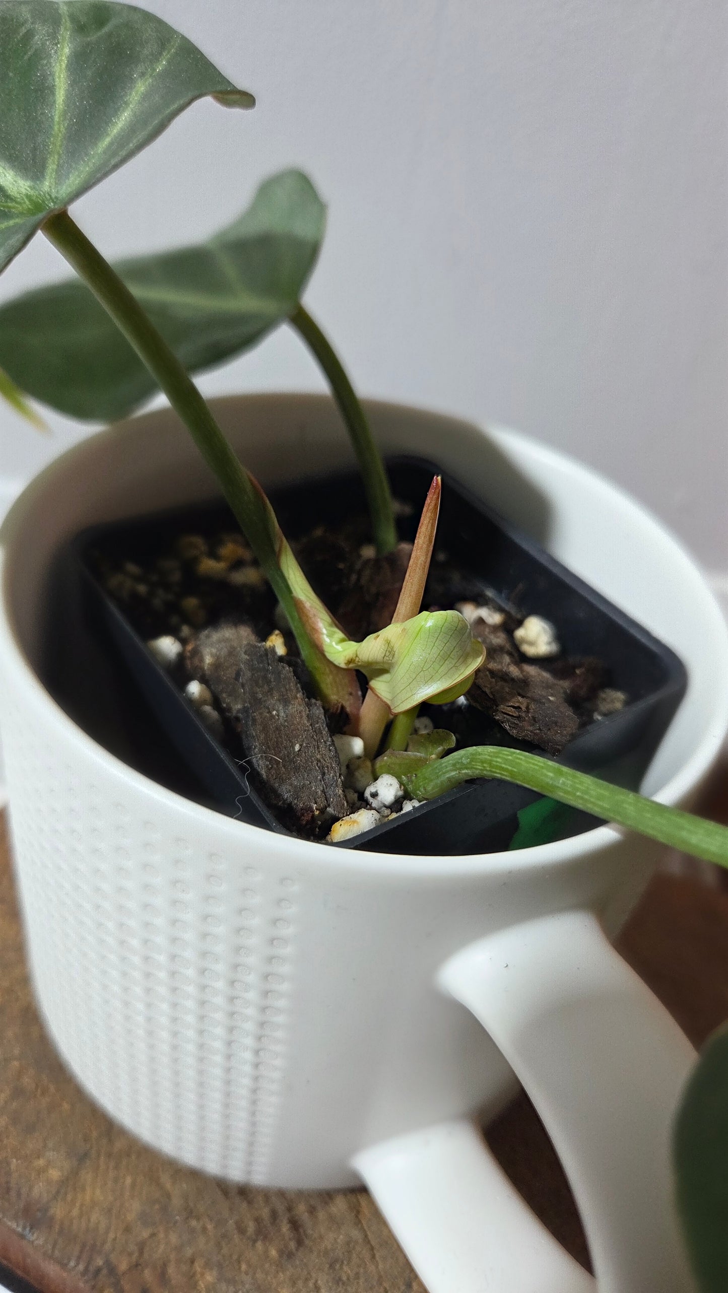 Philodendron Gloriosum Radiante (PHI-1006)