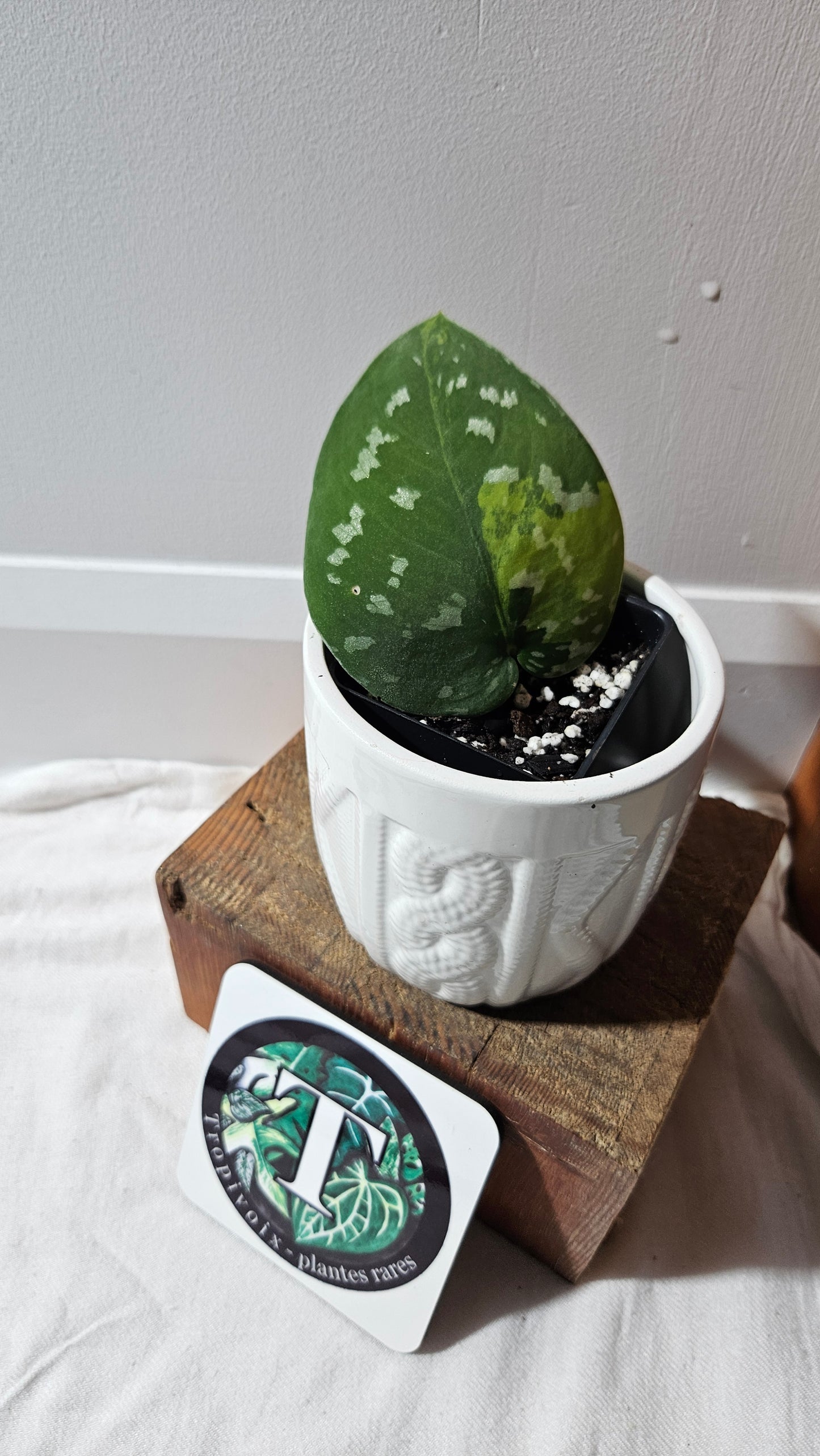 Scindapsus Sentarum (SCI-1145)