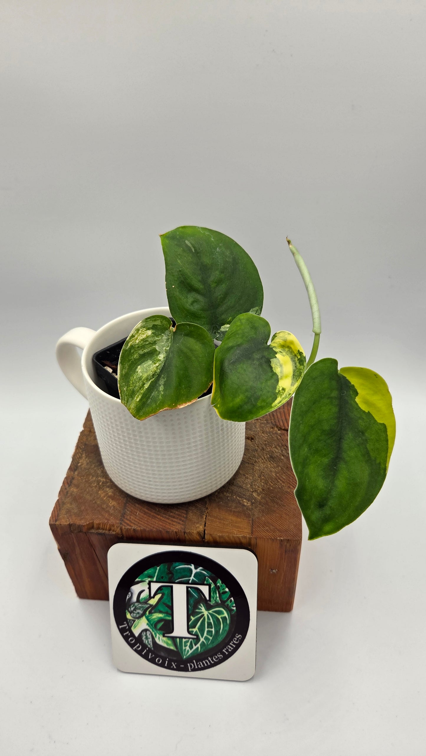 Scindapsus Jade Satin Aurea (SCI-487)