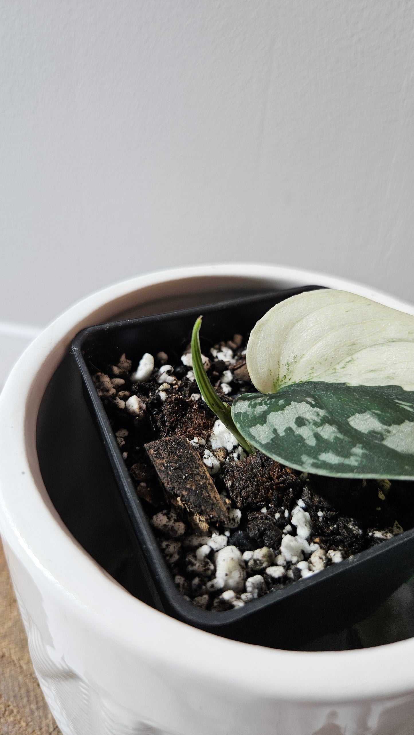 Scindapsus Mayari (SCI-1113)