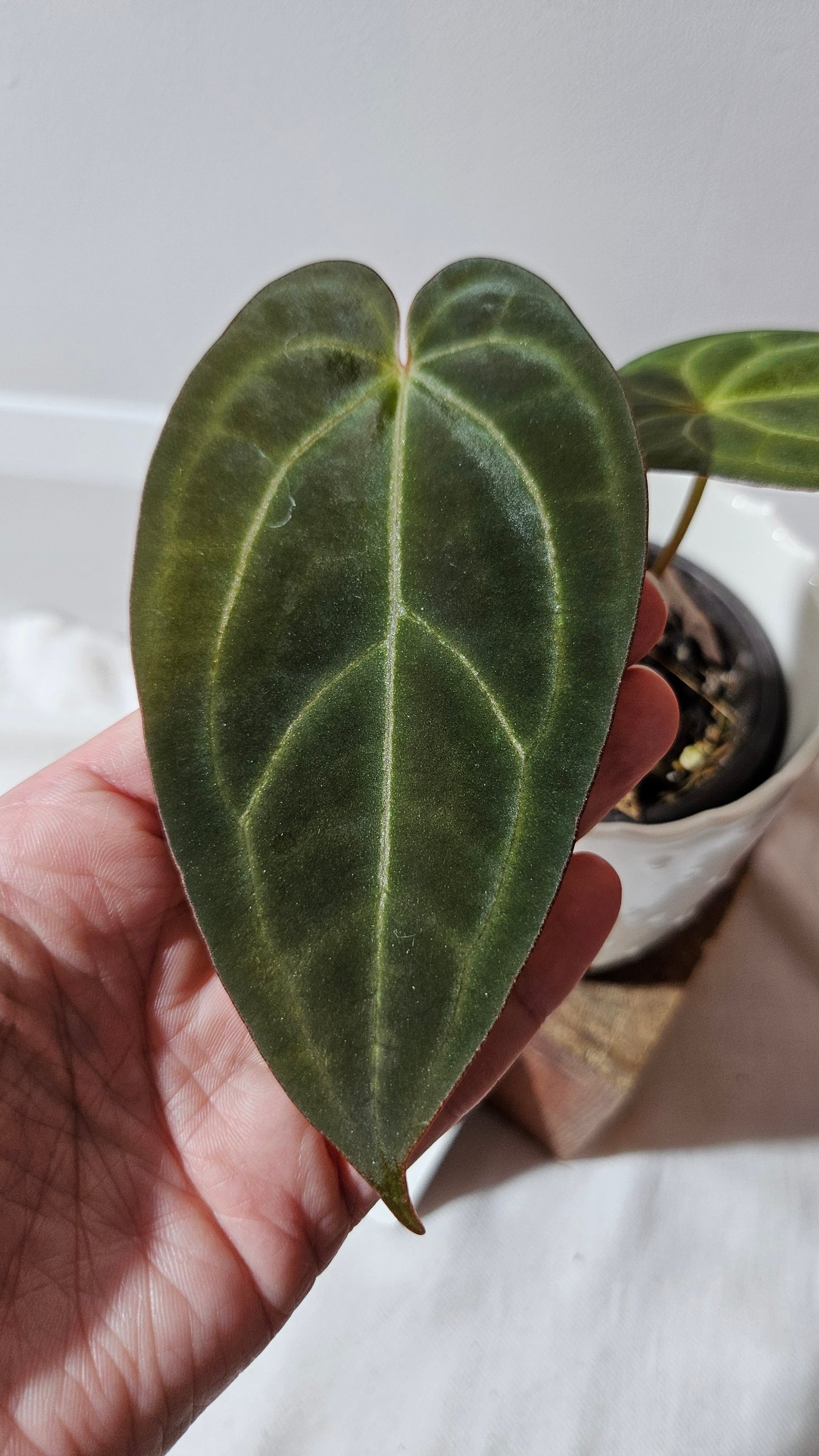 Anthurium  Blue Papillilaminum x Papillilaminum Xone "format MOYEN" (ANT-518)