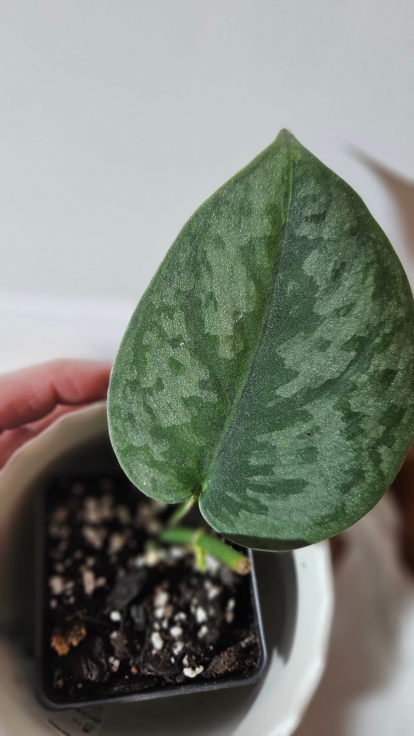 Scindapsus Venom (SCI-1018)