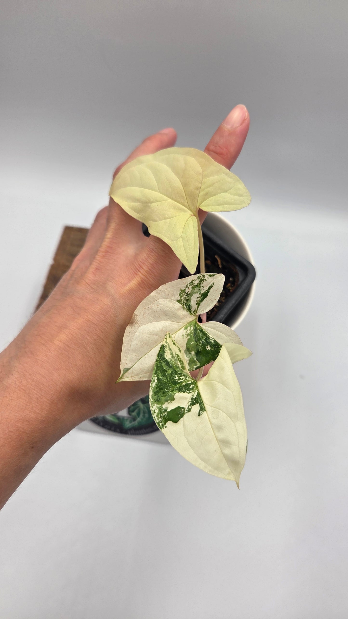 Syngonium Albo (SYN-328)