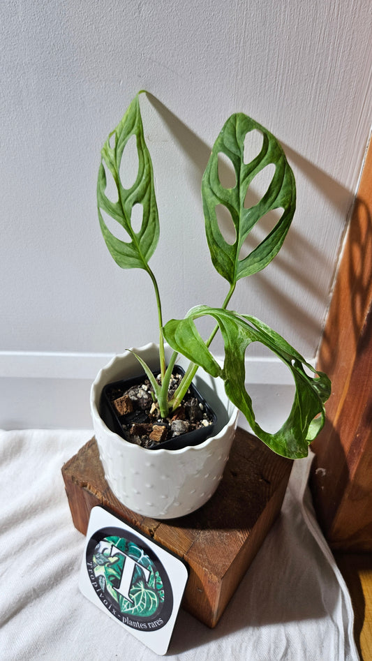 Monstera Andasonii Mint/Indo (MON-421)