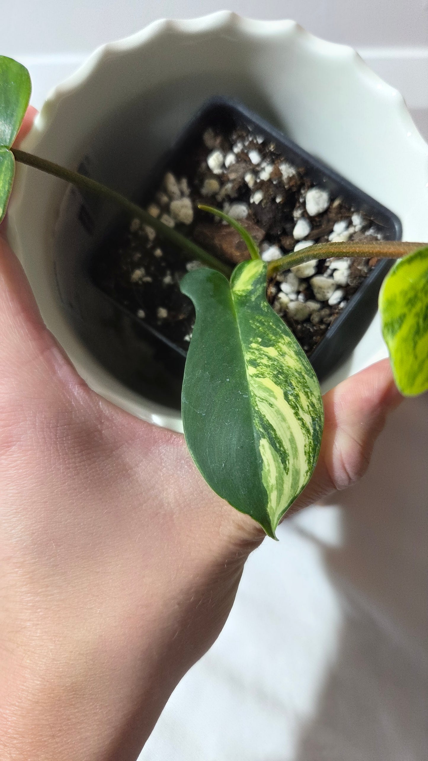 Philodendron Florida Beauty (PHI-963)