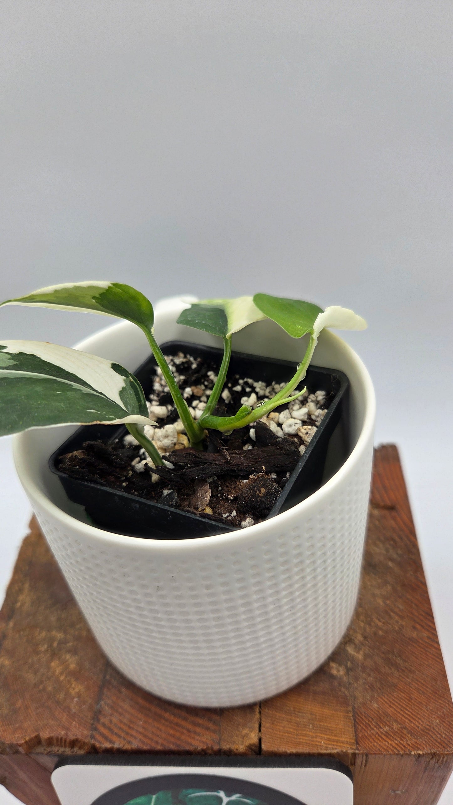 Scindapsus Silver Satin albo "Génétique Half&Half" (SCI-1245)