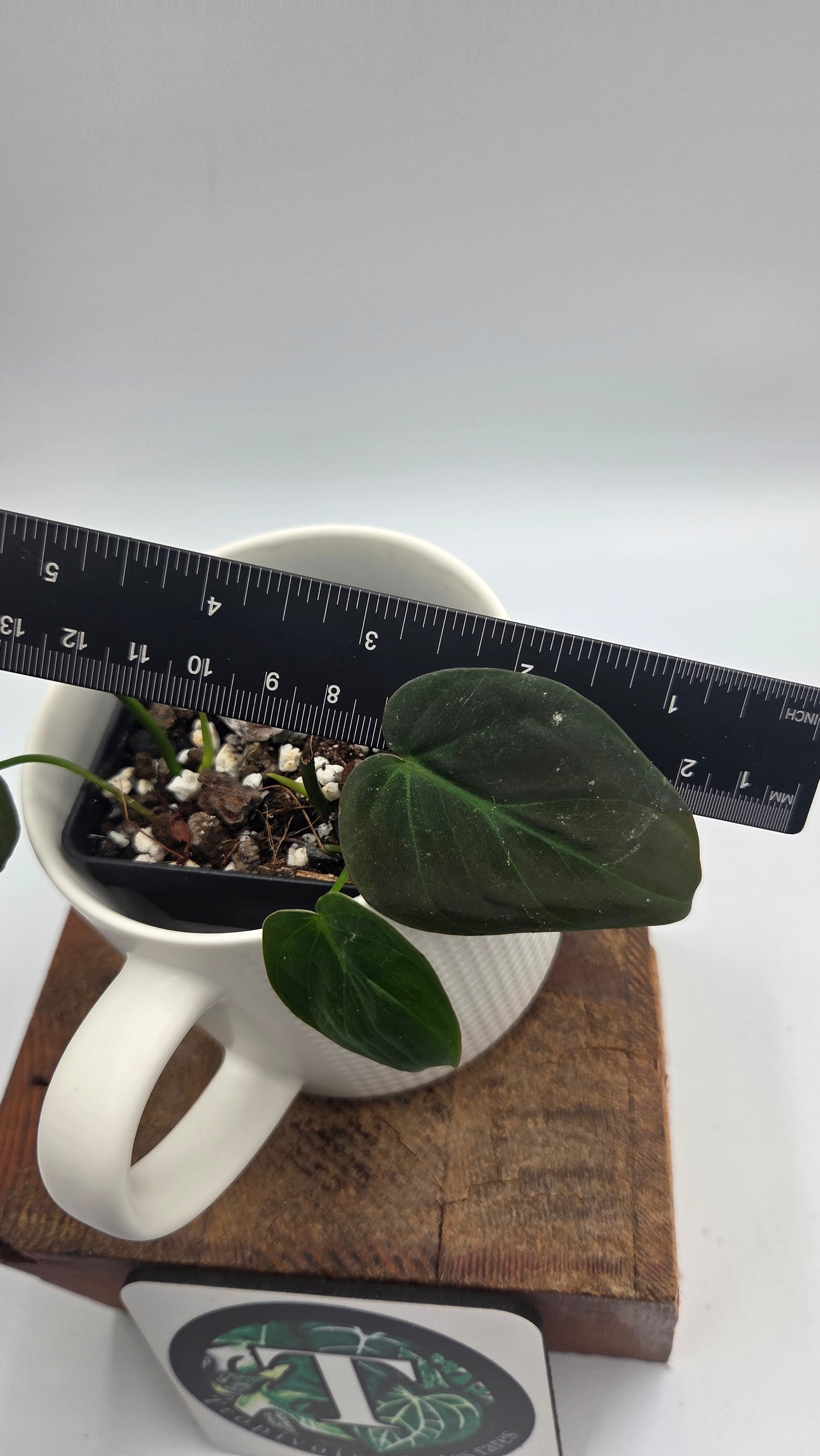Philodendron Mican (PHI-1048)