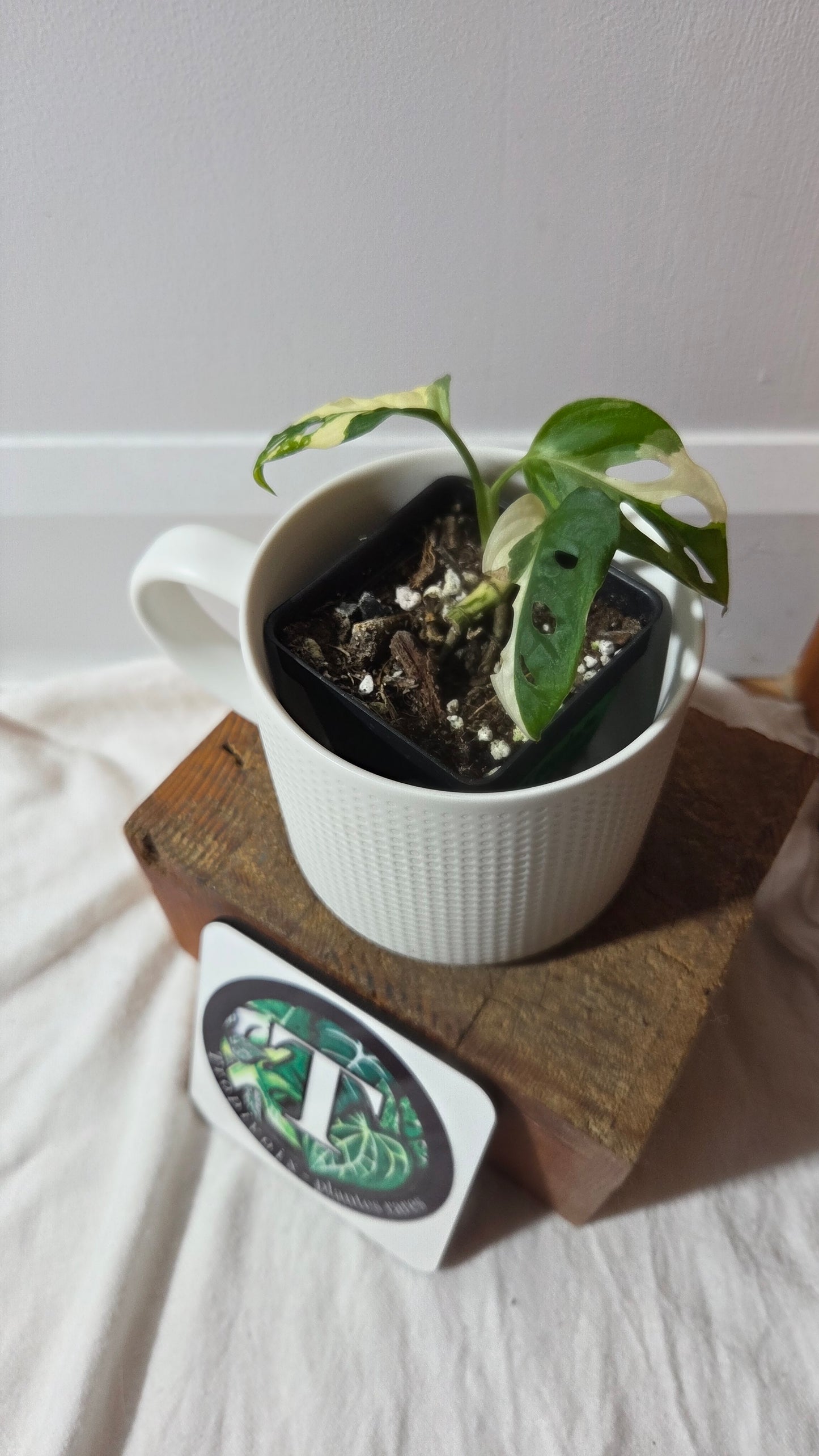 Monstera Andasonii Tricolore (MON-491)