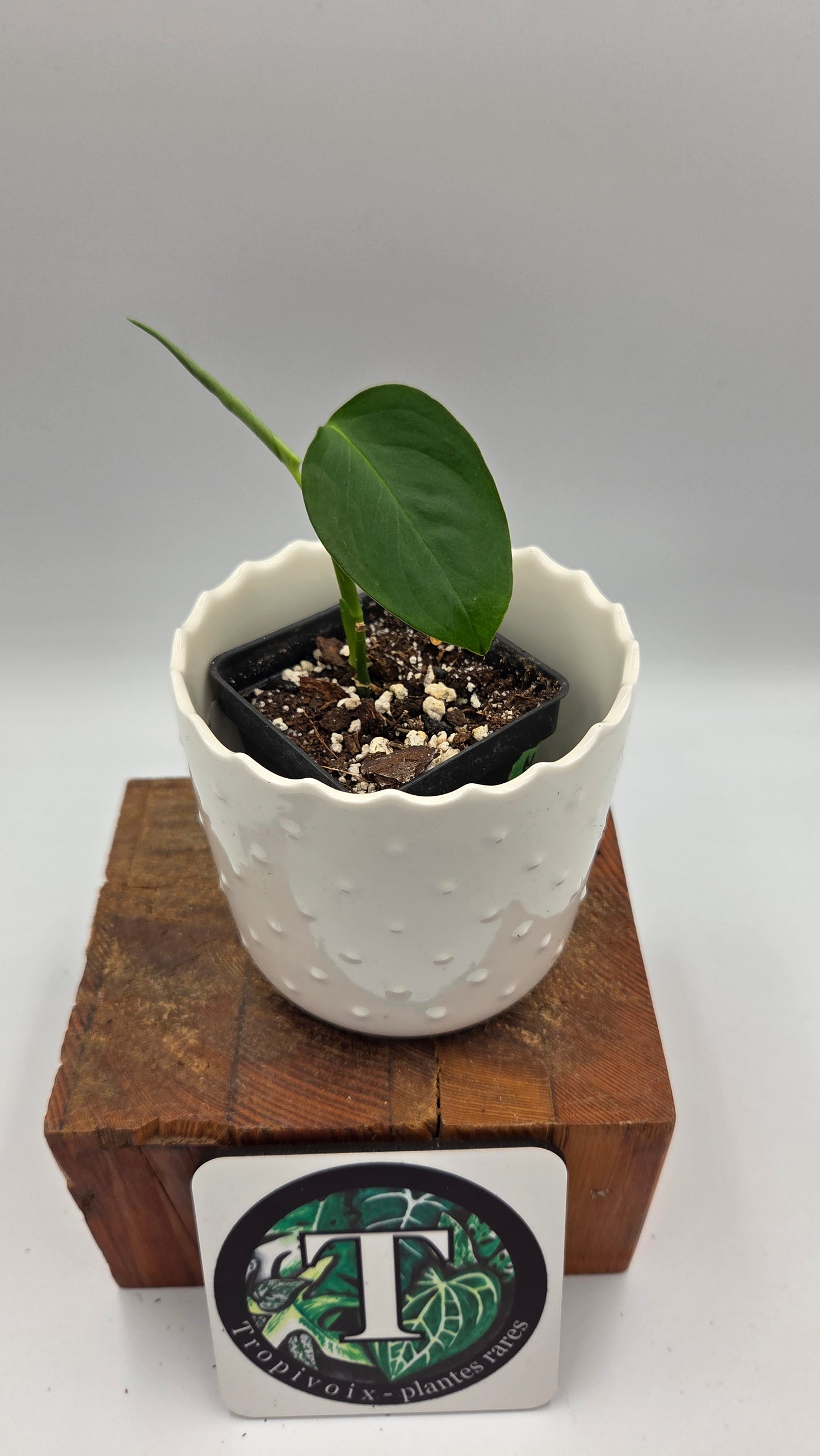 Monstera Obliqua Aff Indanza (MON-555)