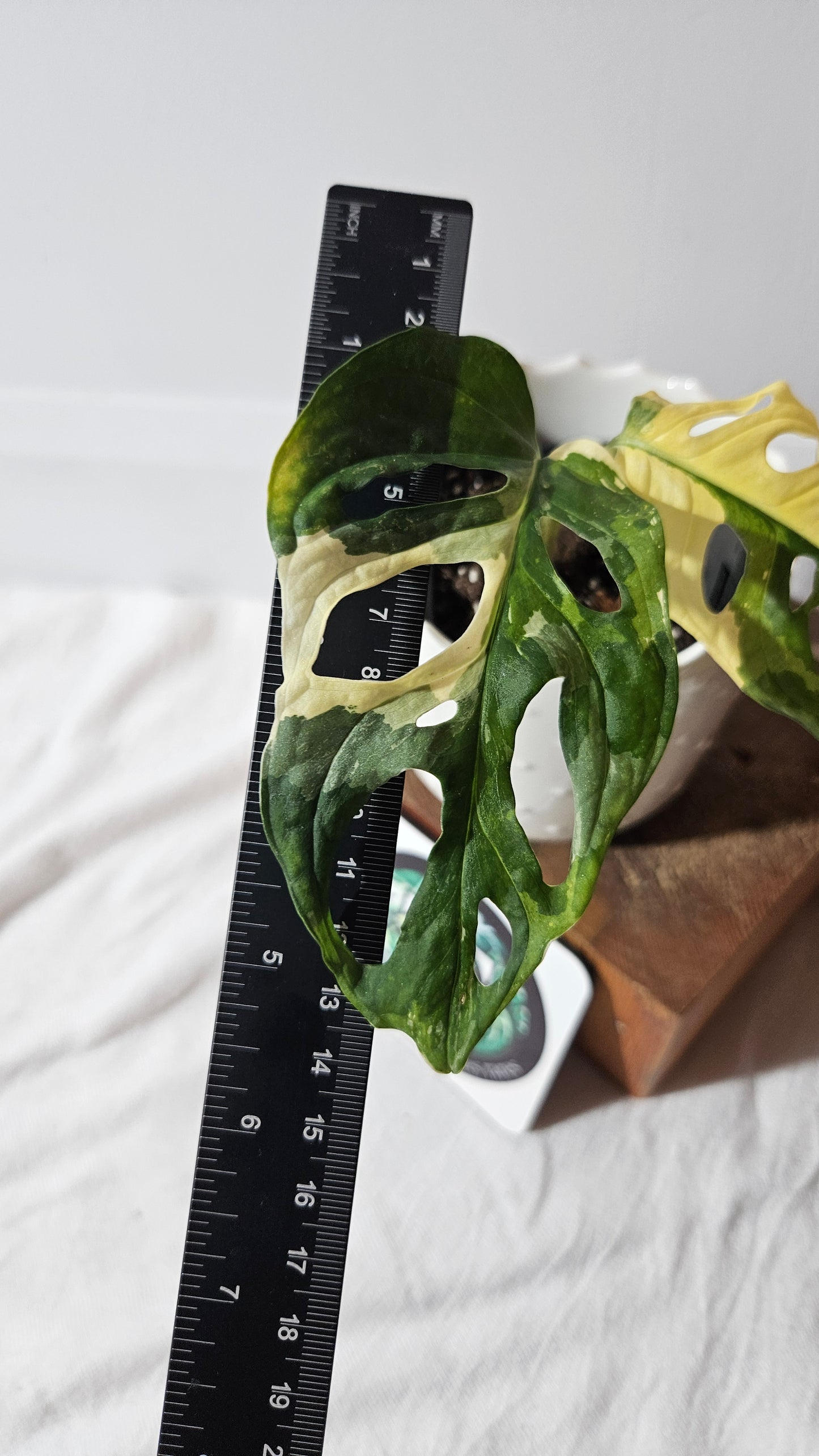 Monstera Andasonii Tricolore (MON-414)