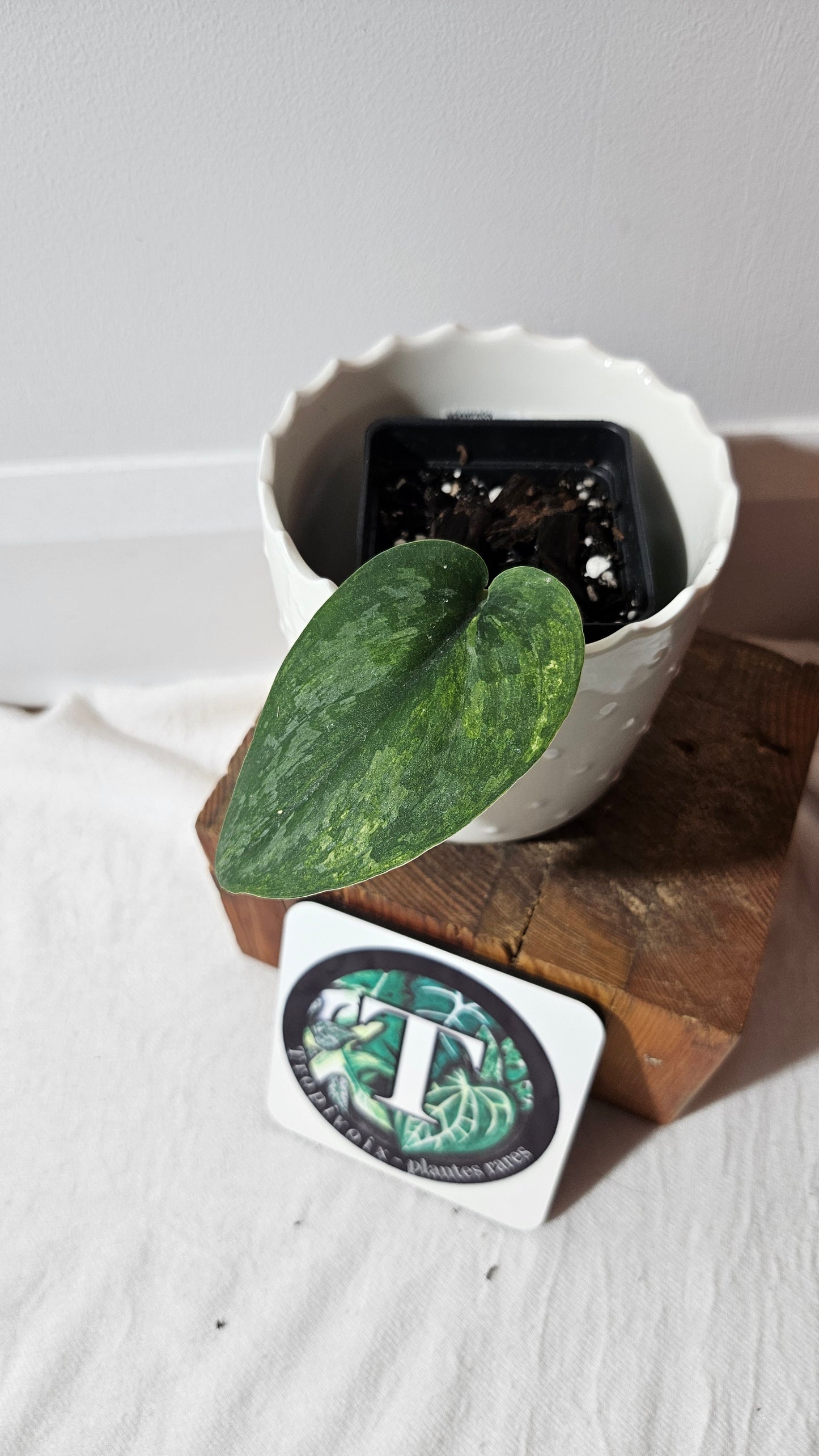 Scindapsus Exotica "Green on green" (SCI-985)