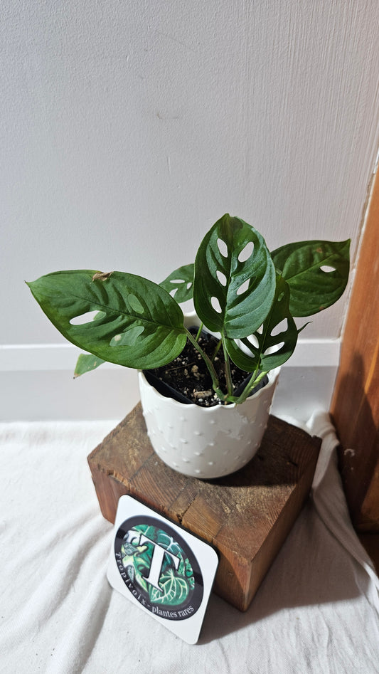 Monstera Obliqua Aff Indanza (MON-434)