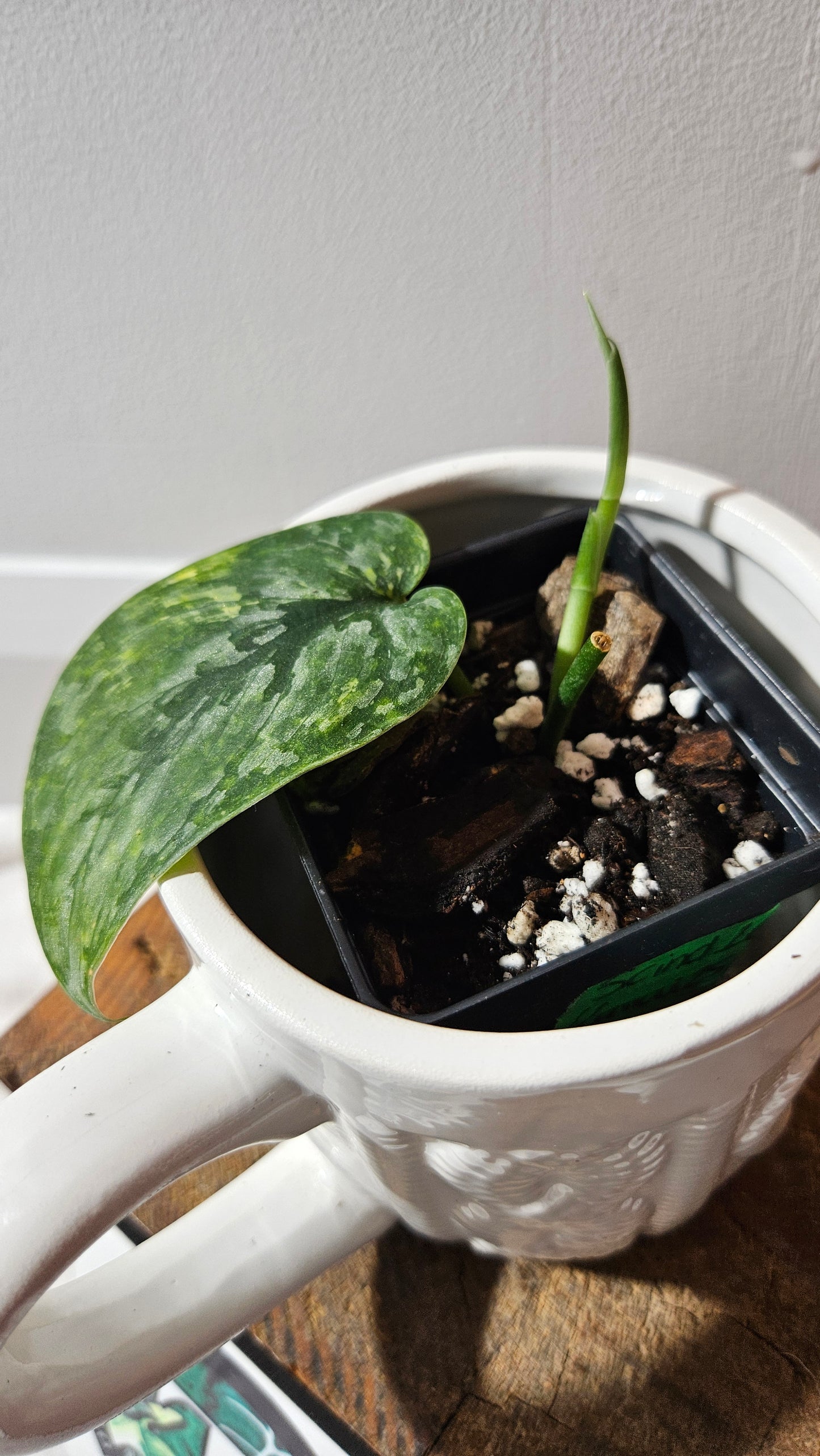 Scindapsus Léopard Variegata (SCI-1137)