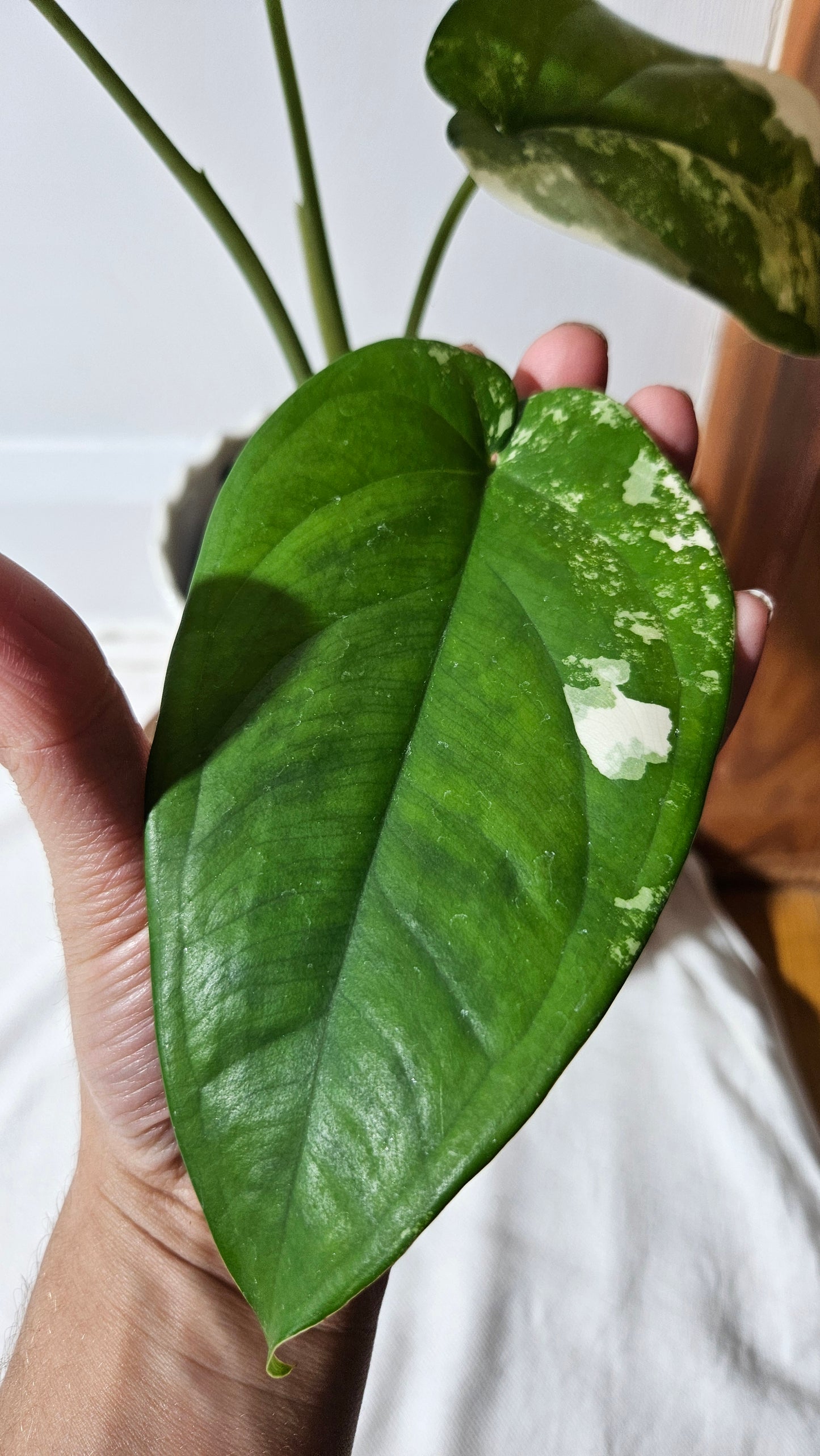 Syngonium Chiapense Albo (SYN-451)