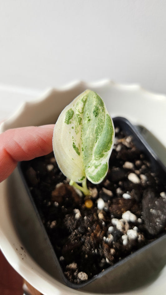 Scindapsus Jade Satin Marble (SCI-1003)