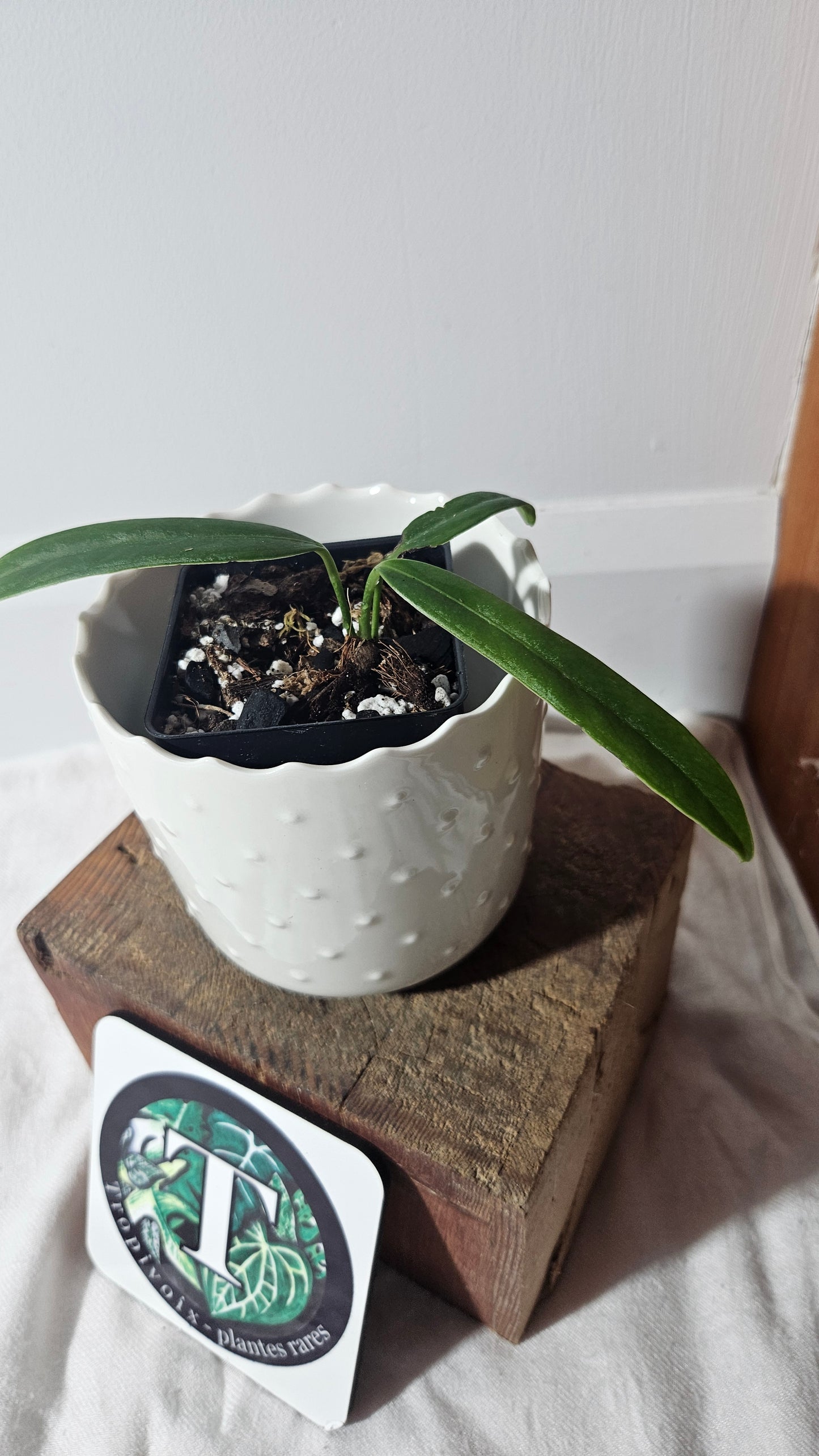 Anthurium Ceronii Aff "format SEEDLING"(ANT-402)