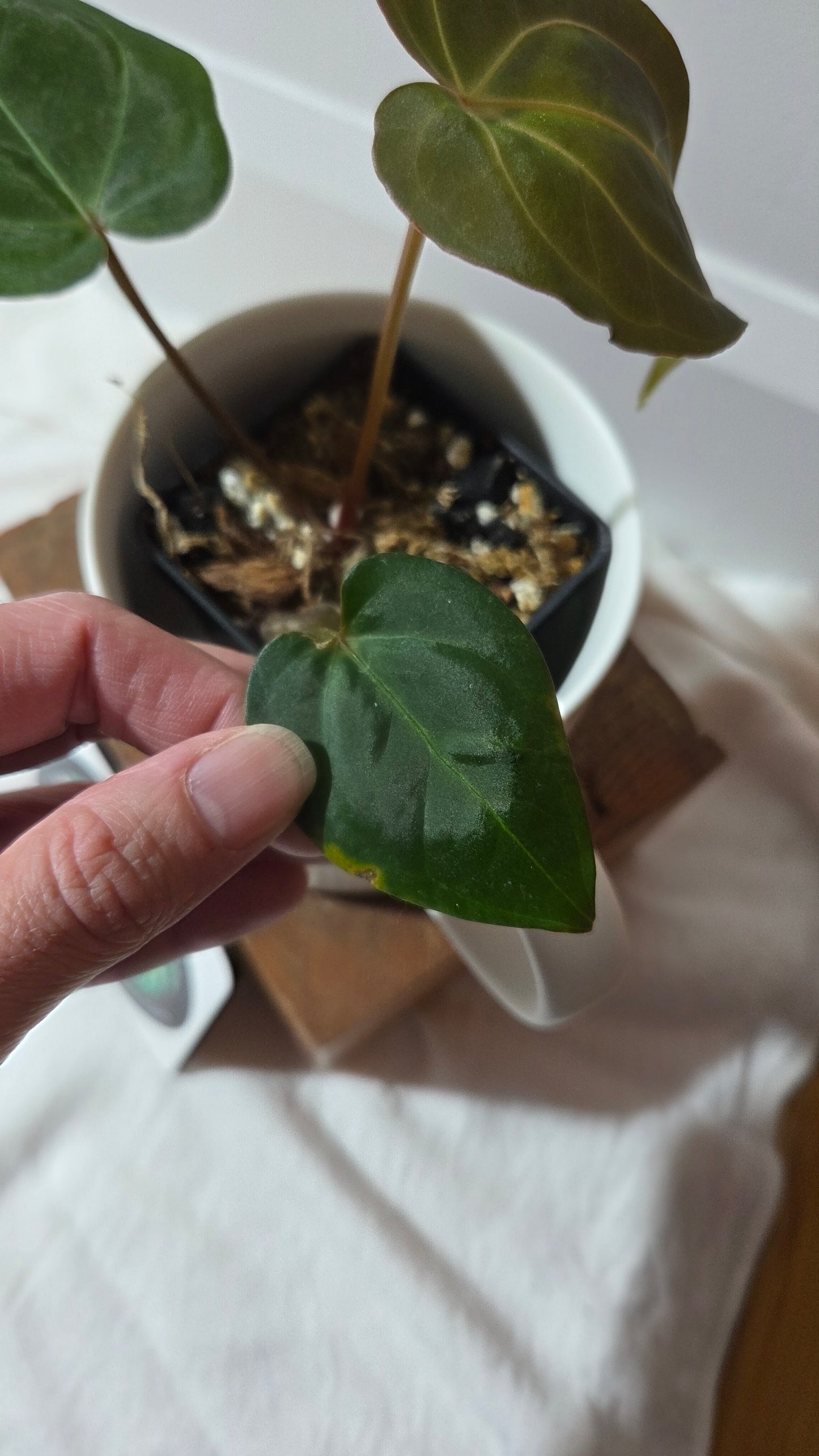 Anthurium Hoffmanii "format PETIT" (ANT-655)