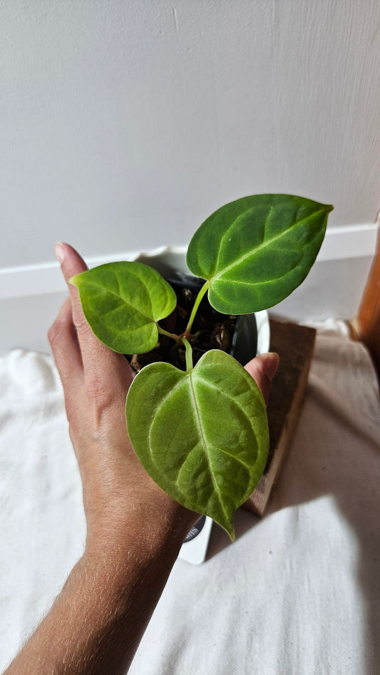 Anthurium Dorayaki Silver Hybrid "format PETIT"( ANT-531)