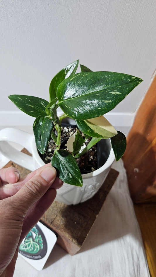 Monstera Standleyana Albo (MON-463)