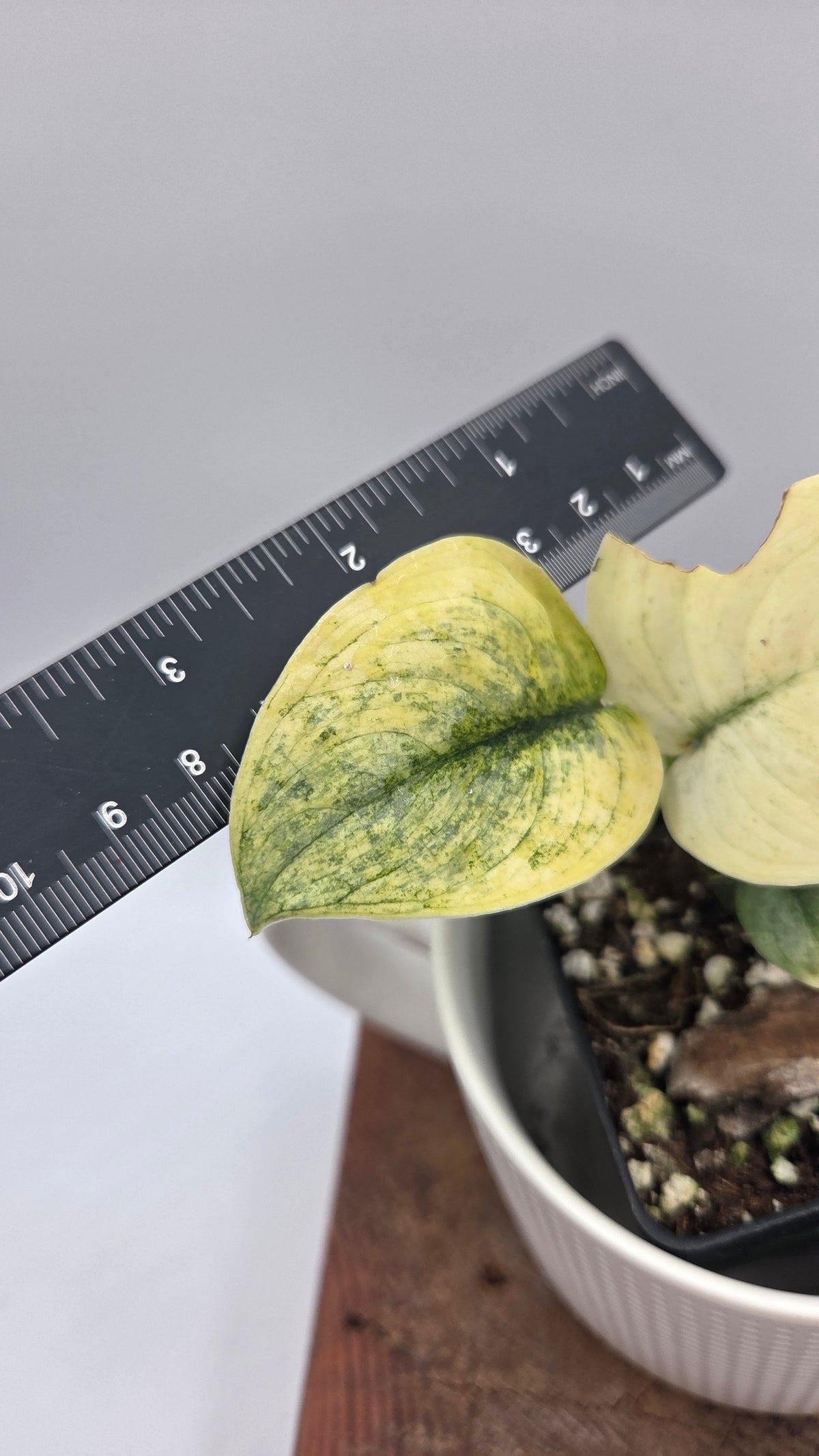 Scindapsus Silver Tattoo Variegata (SCI-1534)