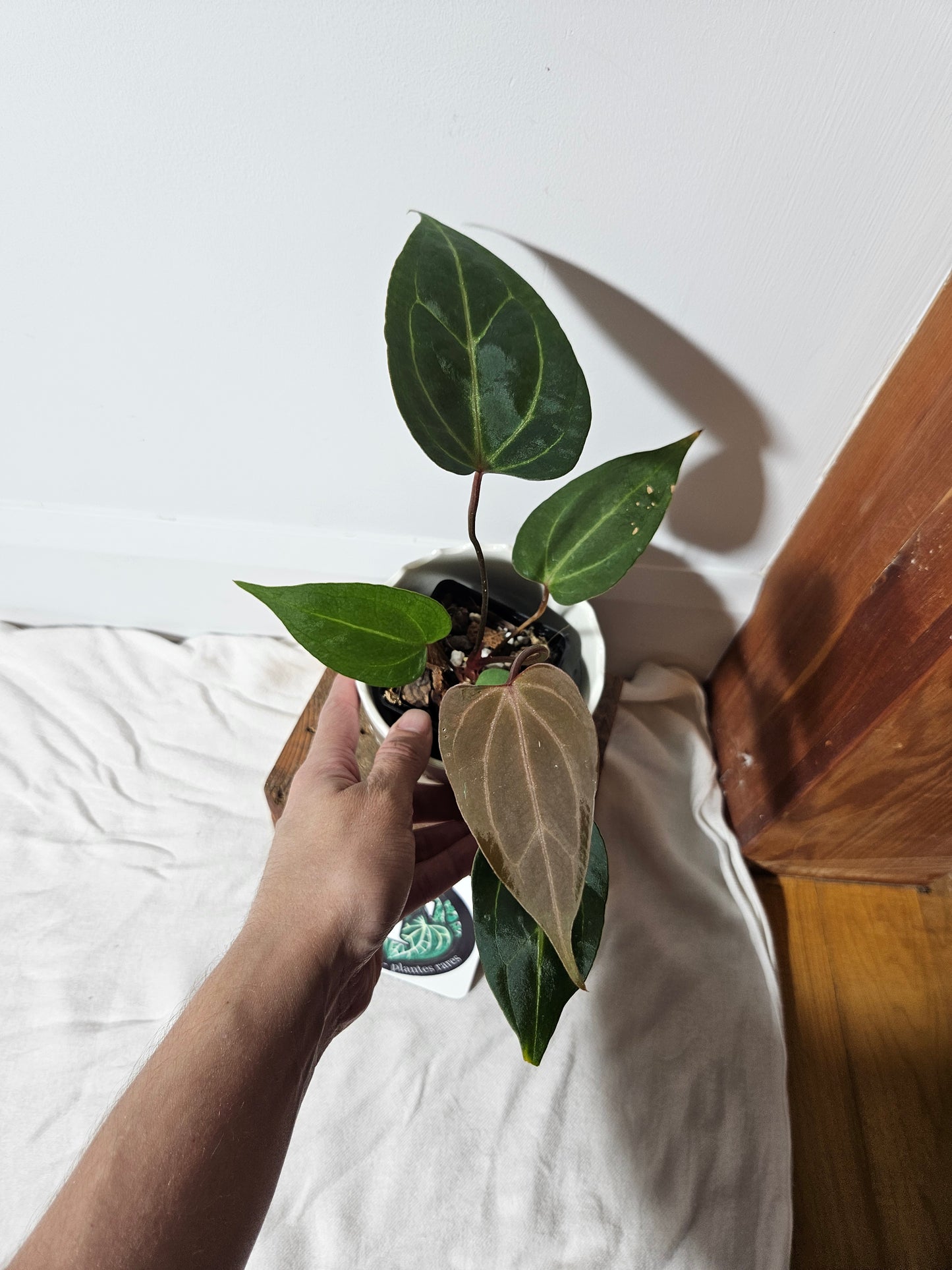 Anthurium Papillilaminum Red Sterm "format MOYEN" (ANT-112)