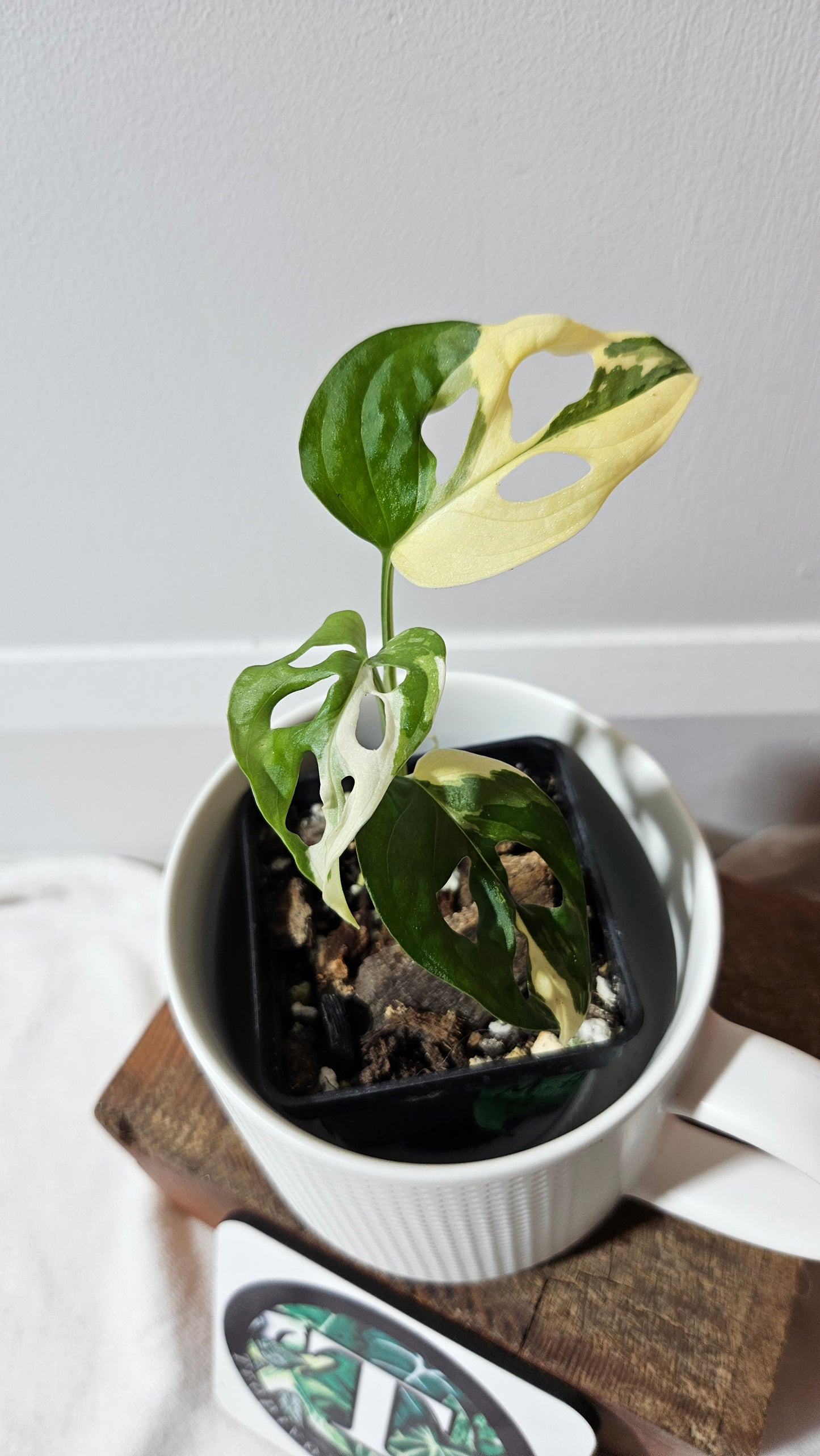 Monstera Andasonii Tricolore (MON-333)