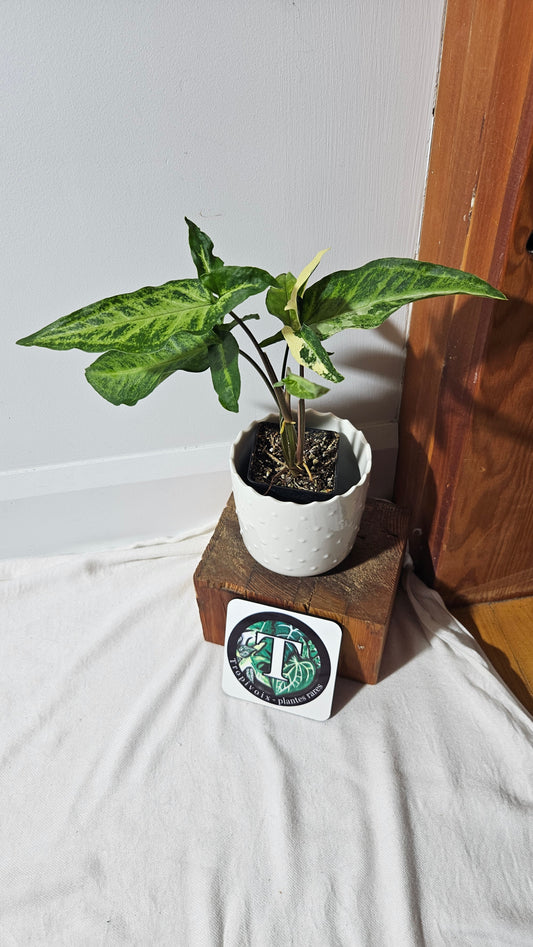 Syngonium Angustatum Albo (SYN-136)