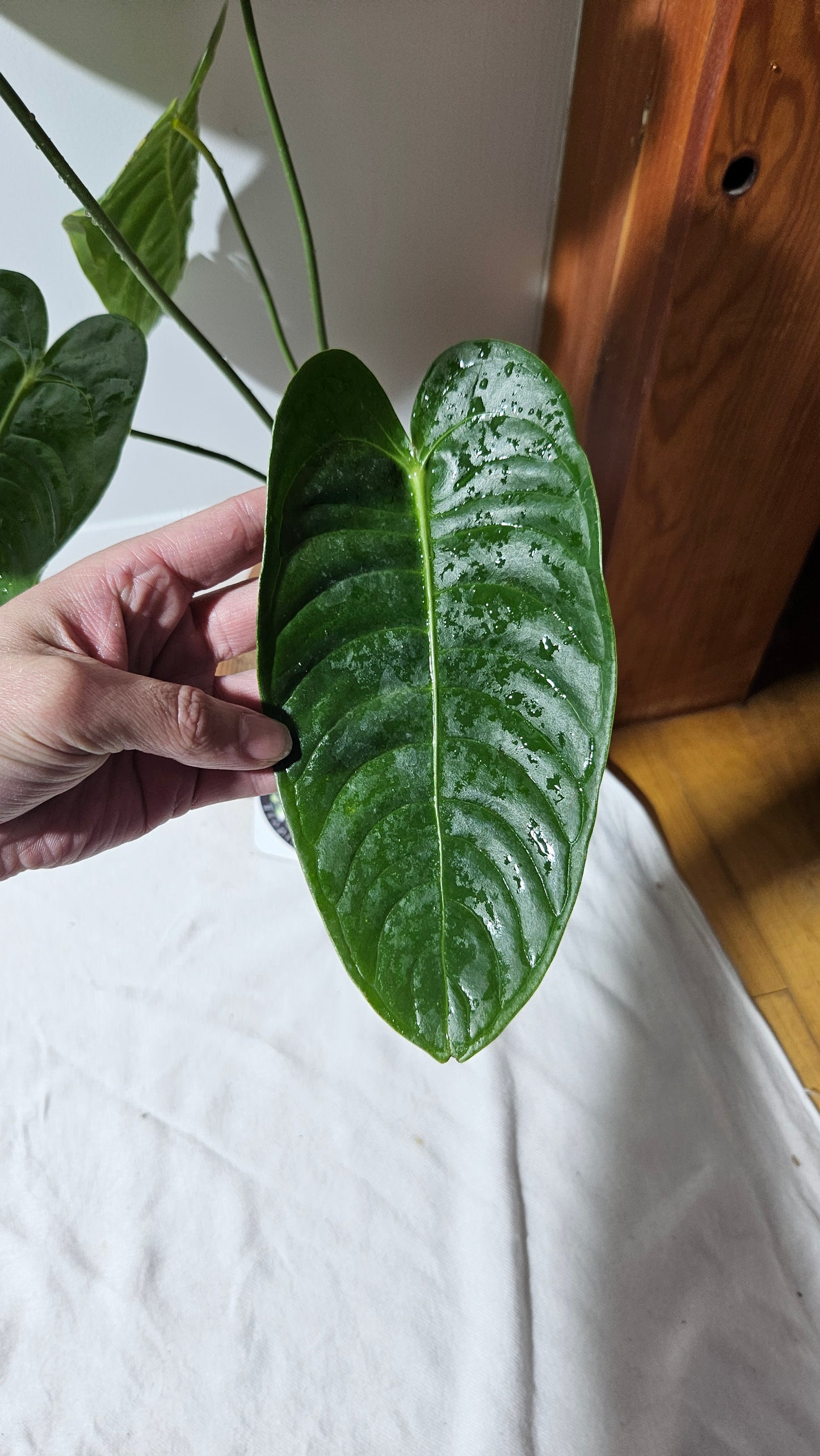 Anthurium Veitchii Narrow "format LARGE" (ANT-643)