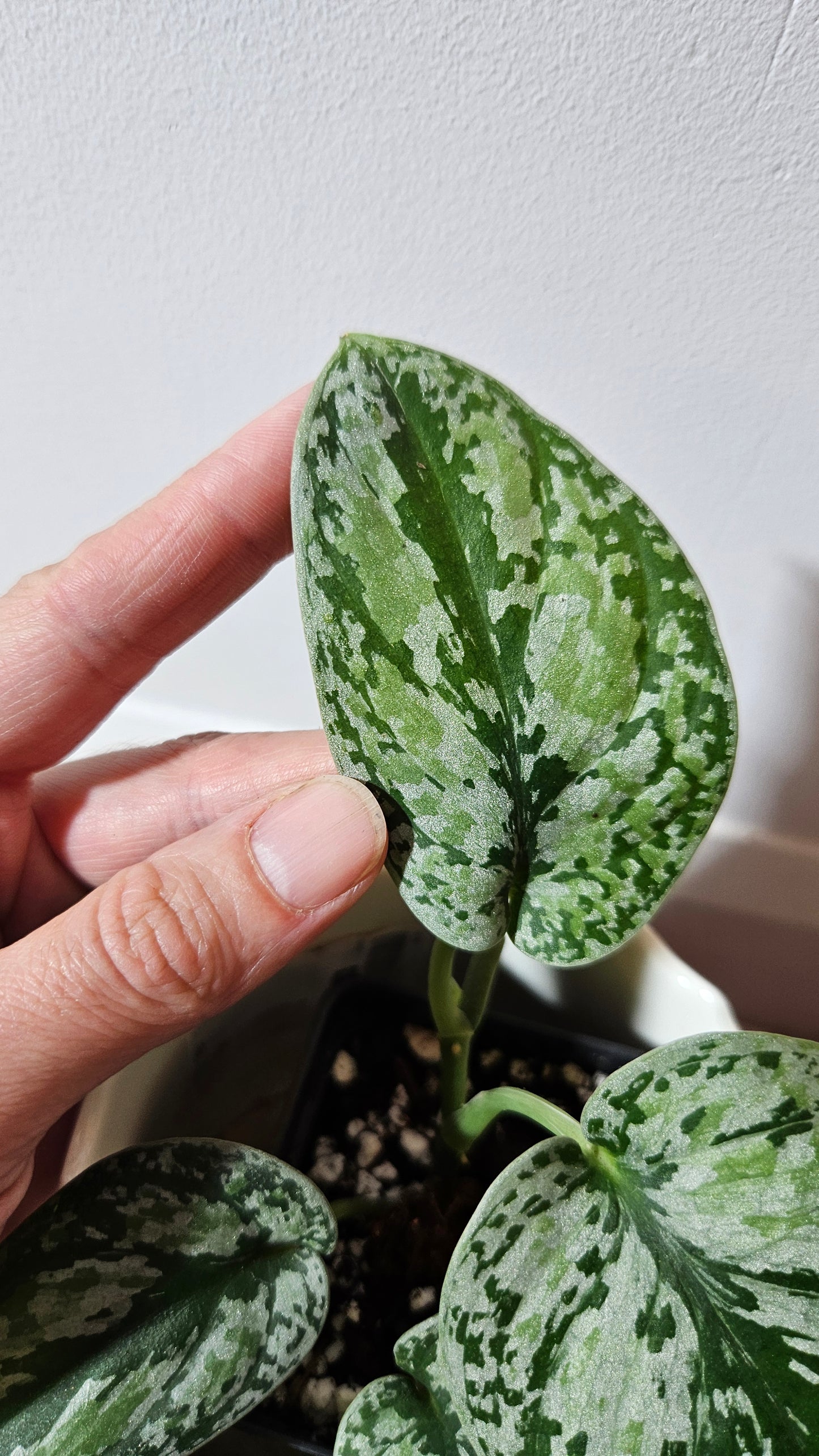 Scindapsus Tricolore silver Platinum (SCI-994)