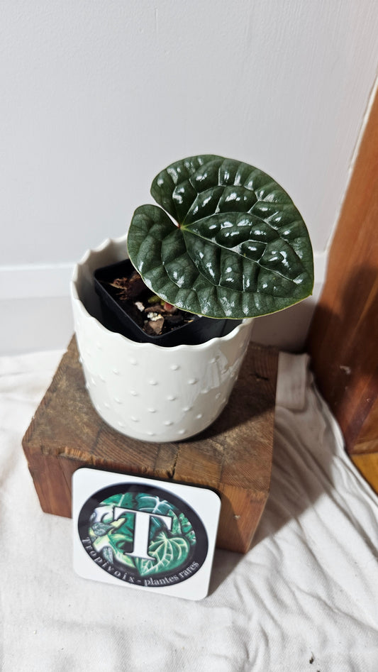 Anthurium Luxurians Round Velvet  "format PETIT" (ANT-167)