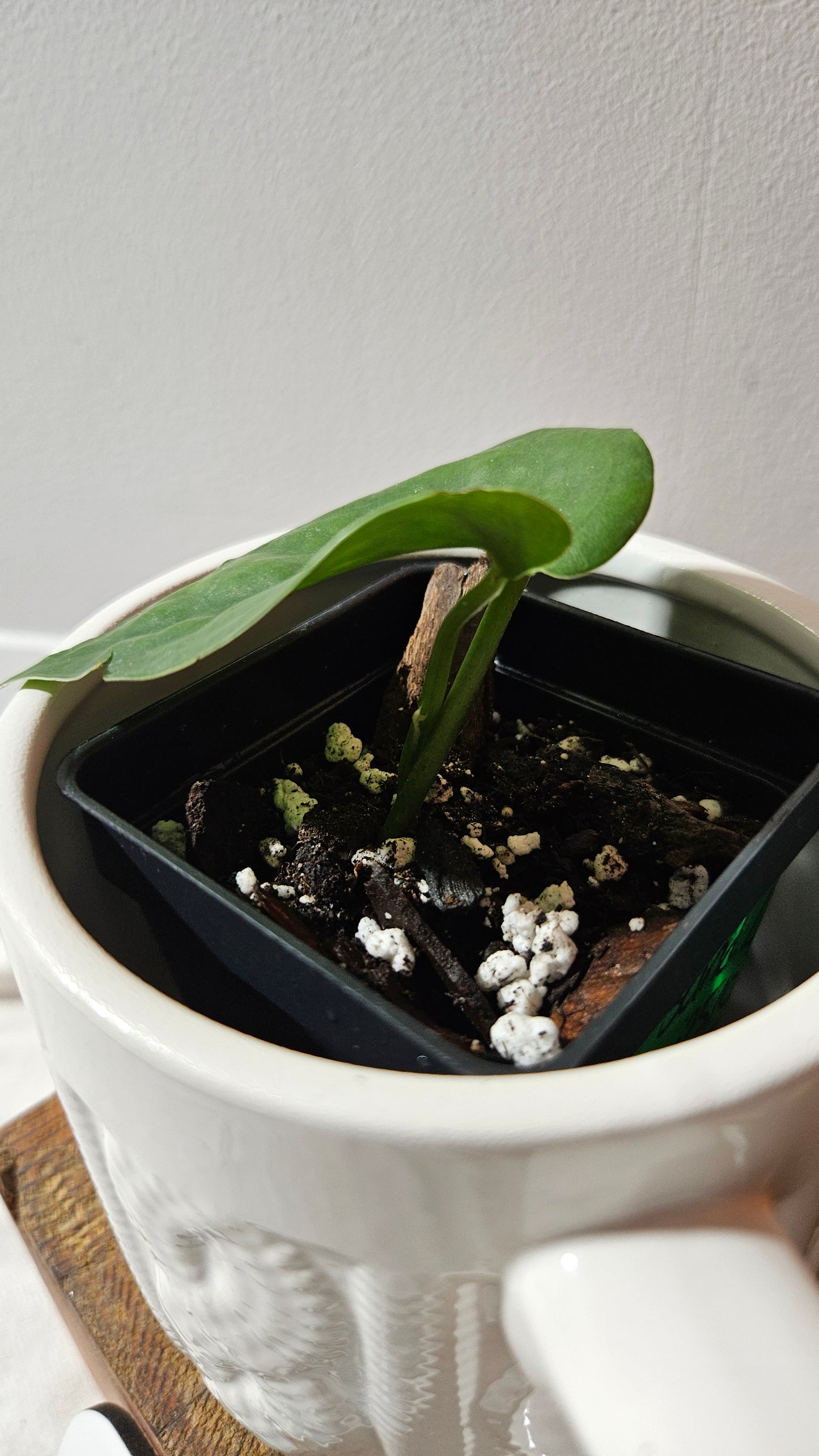 Scindapsus Lucens (SCI-1177)