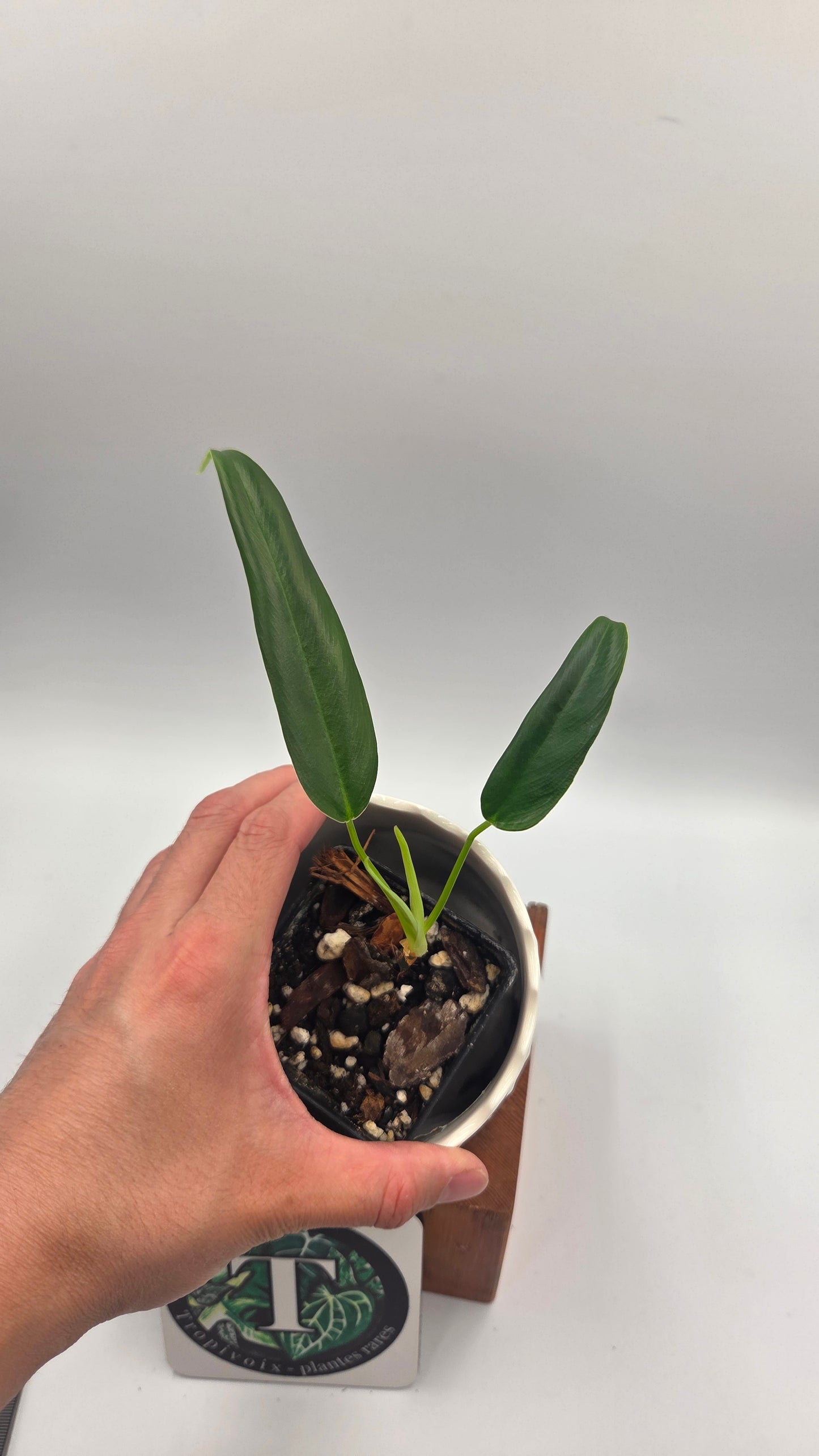 Philodendron Hebetatum (PHI-1046)