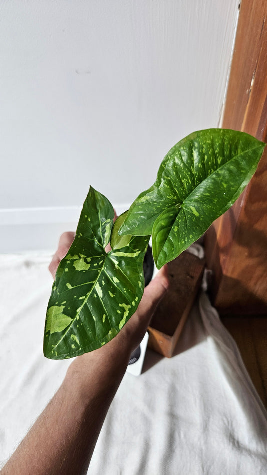 Syngonium Panda/Indo (SYN-448)