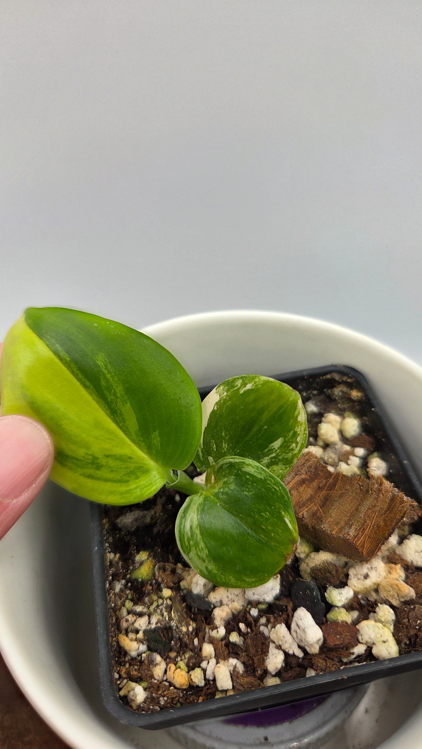 Scindapsus Moonlight Yellow (SCI-1450)