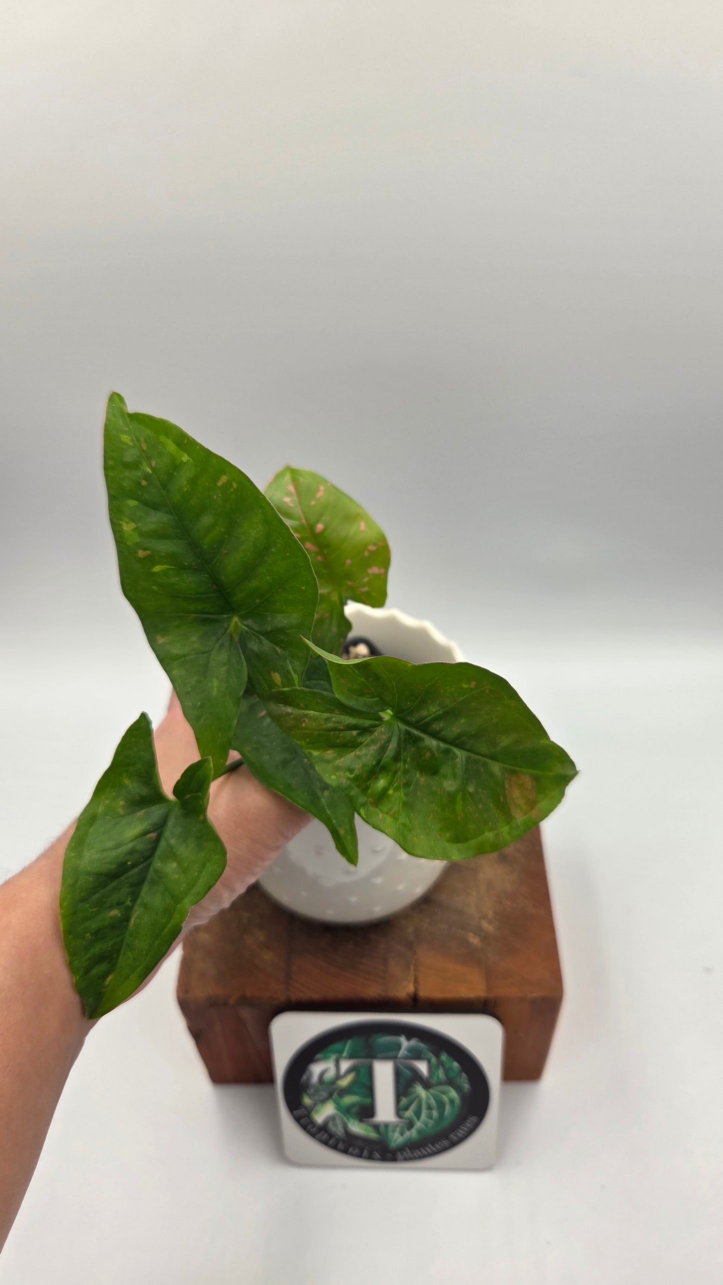 Syngonium Pink Splash Allusion (SYN-504)