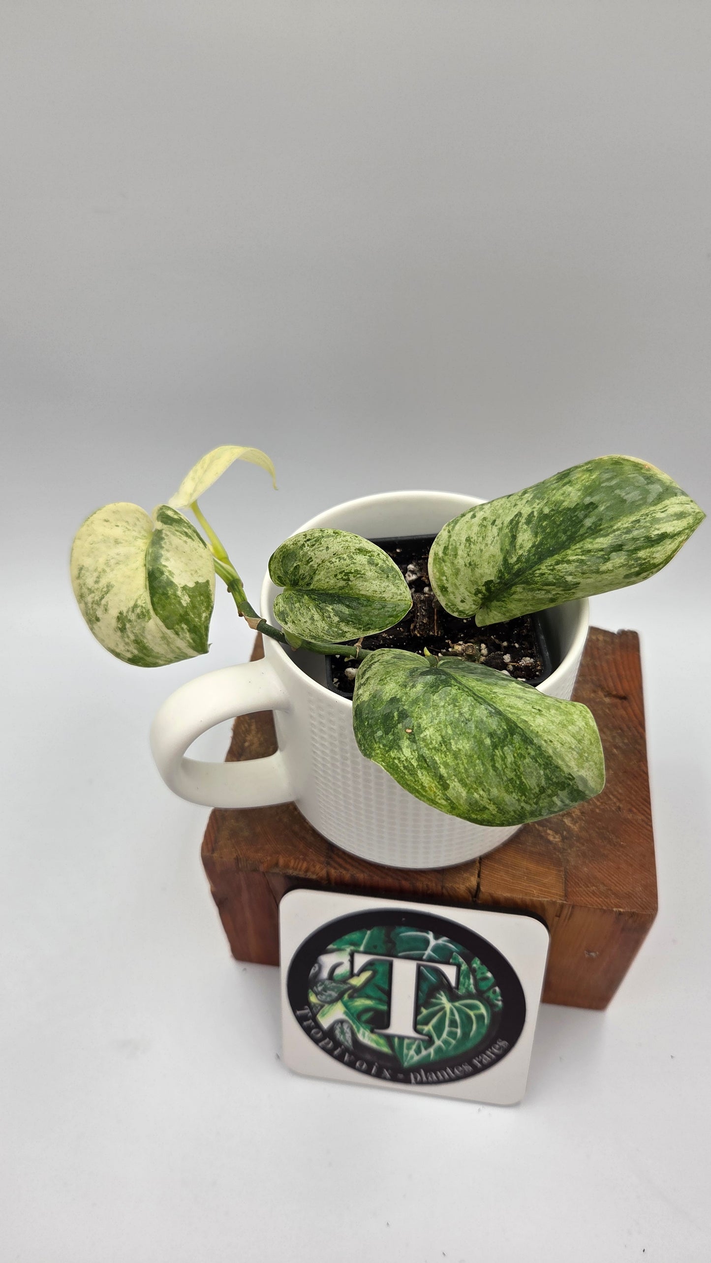 Scindapsus Black Dragon Variegata (SCI-1453)