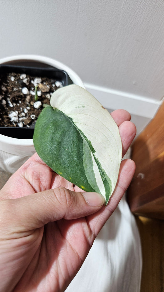 Scindapsus Dark Satin albo "half&half"(SCI-1244)