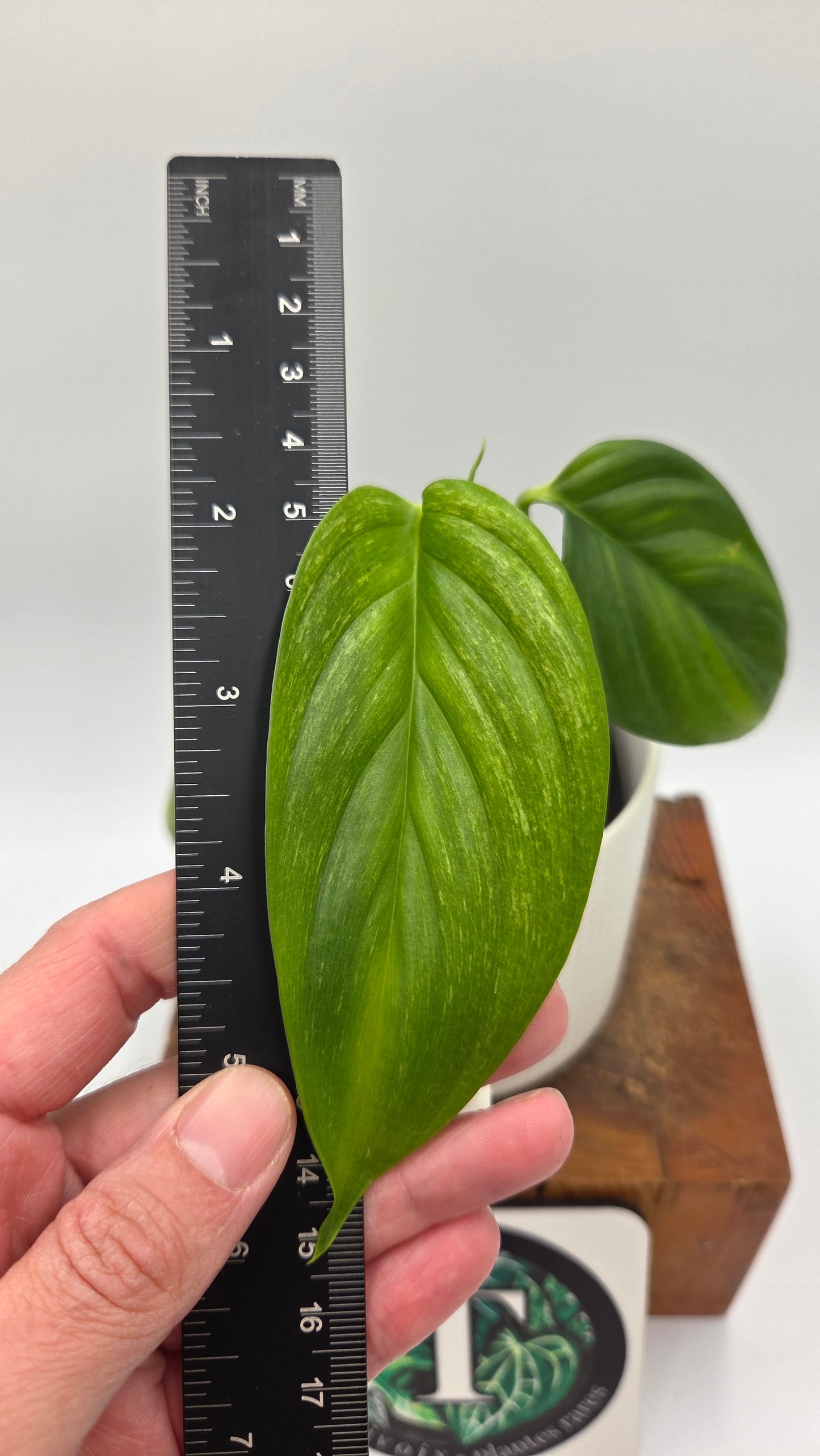 Scindapsus Longistipitatum Mint (SCI-1316)