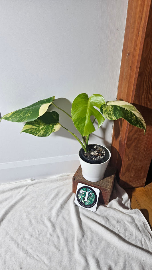 Monstera Aurea (MON-389)